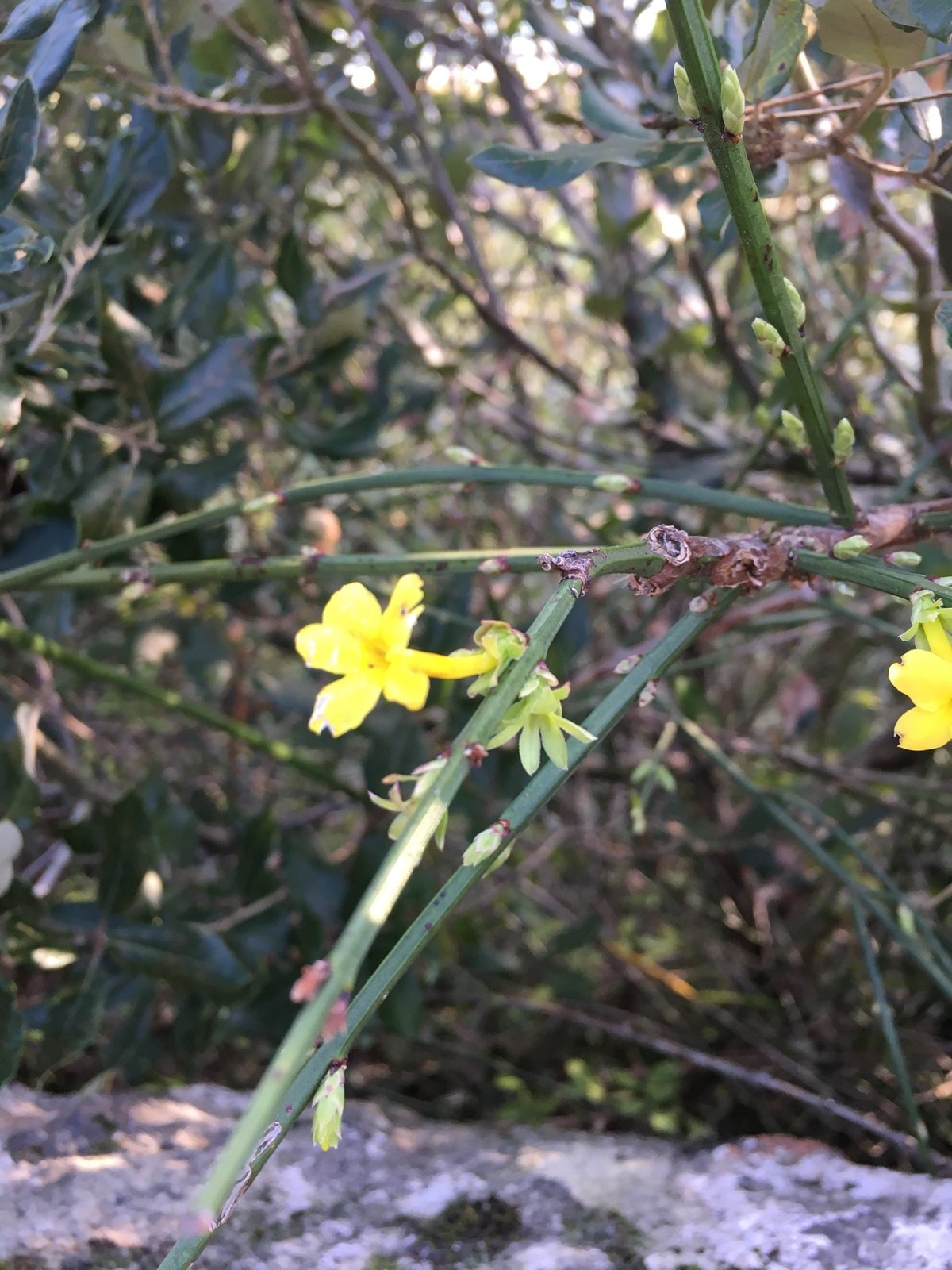 Winter jasmine