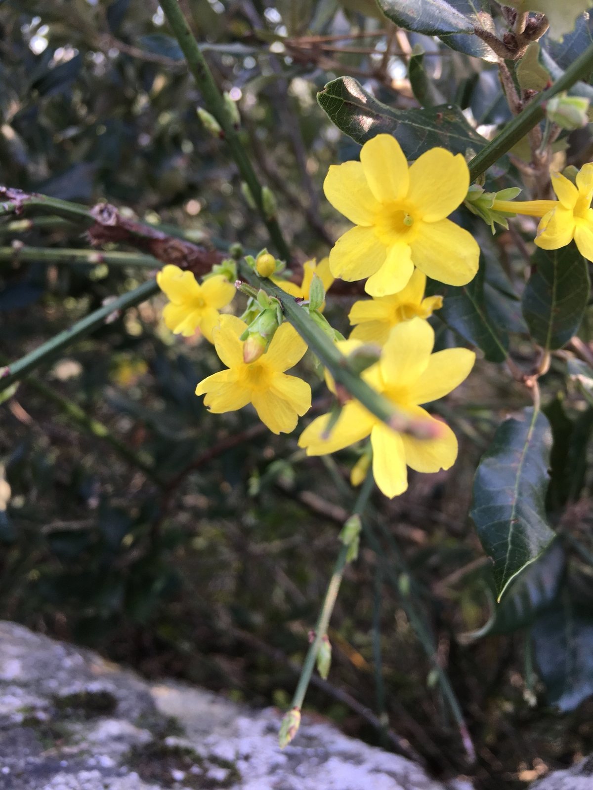 Winter jasmine