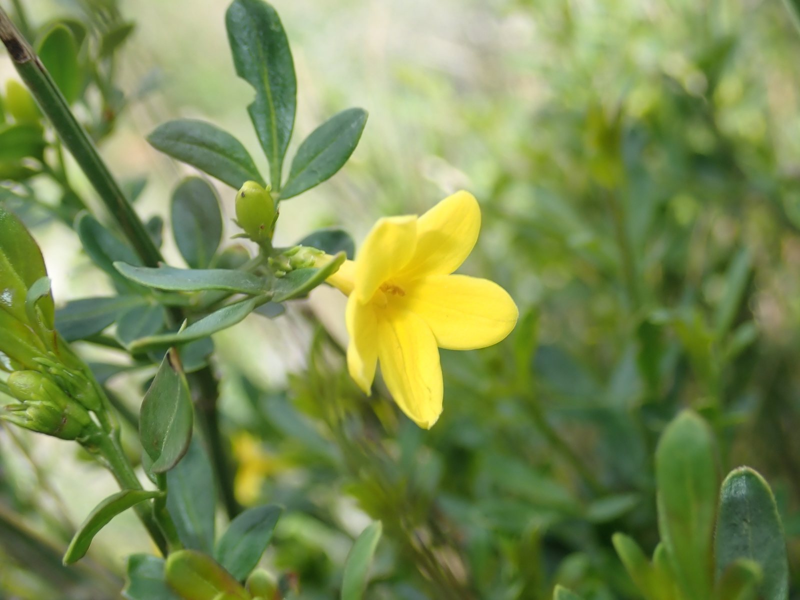 Winter jasmine