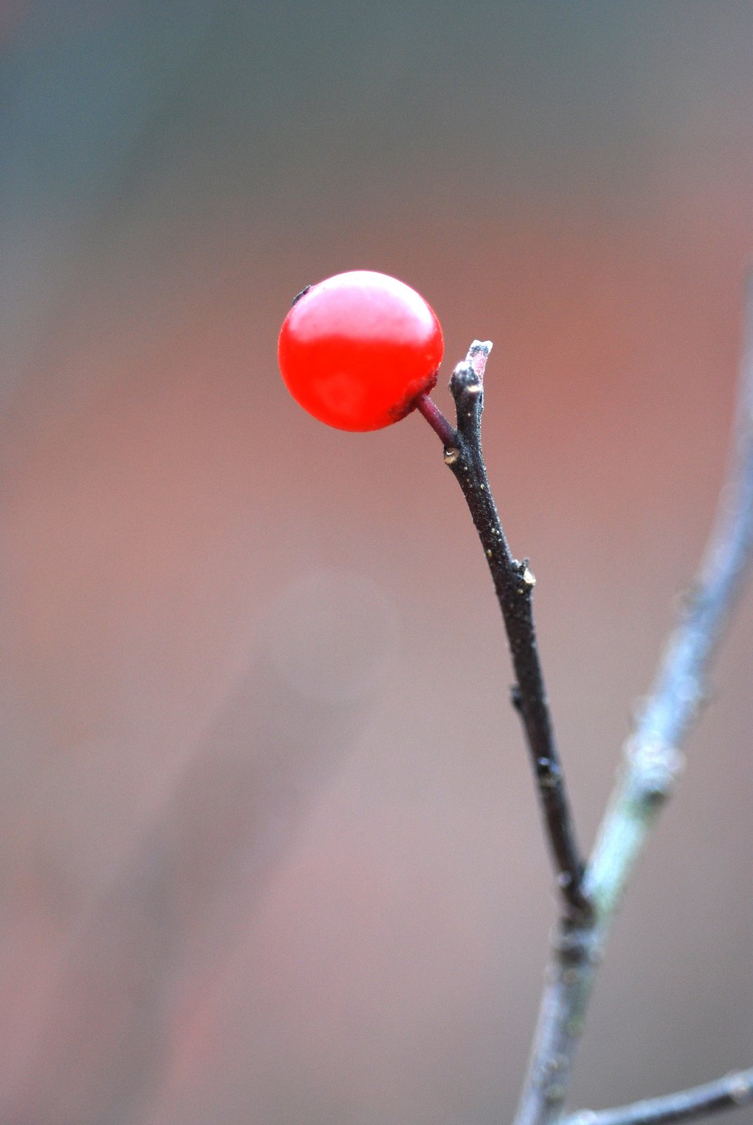 Winter Red winterberry