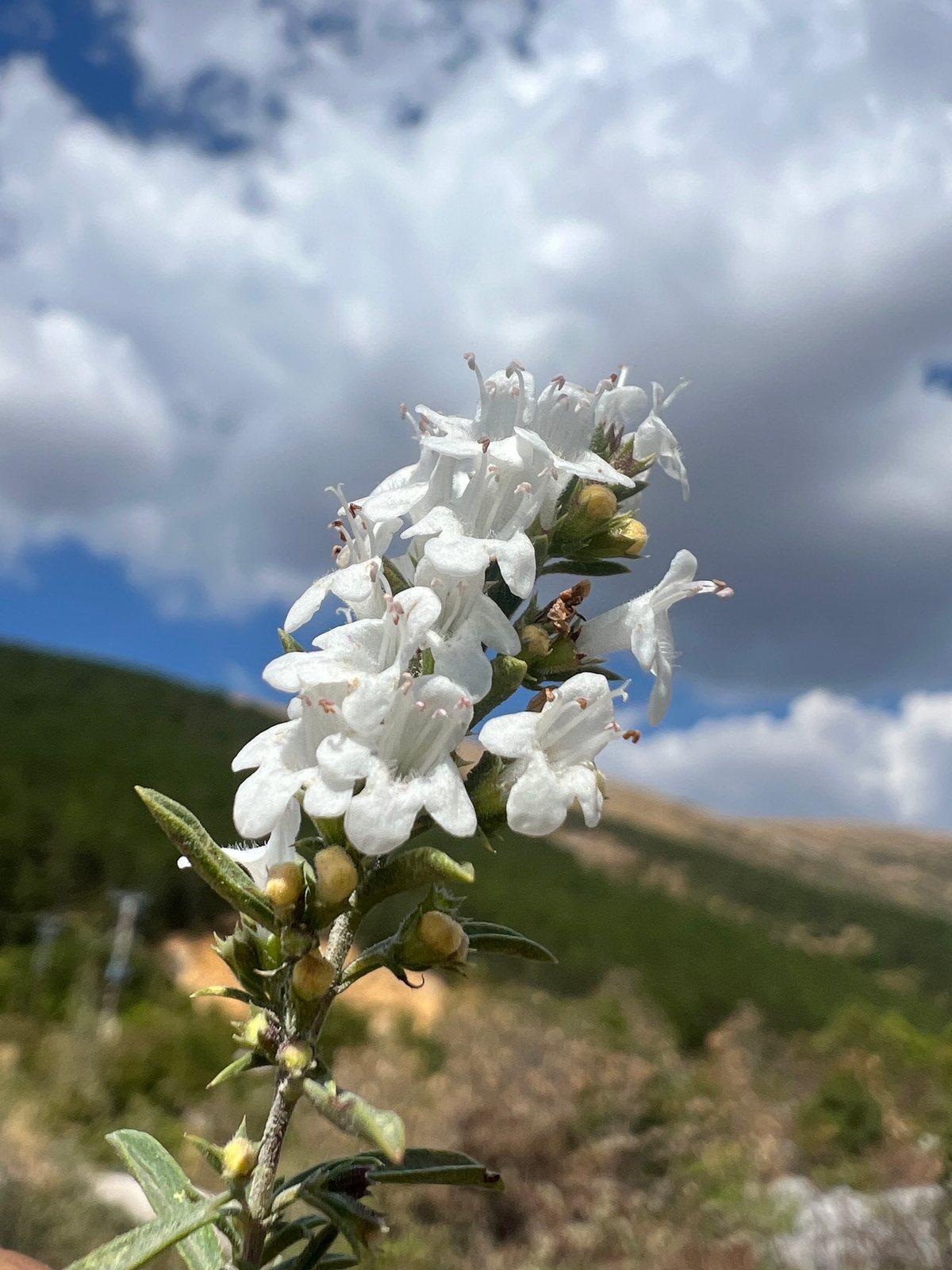 Winter savory