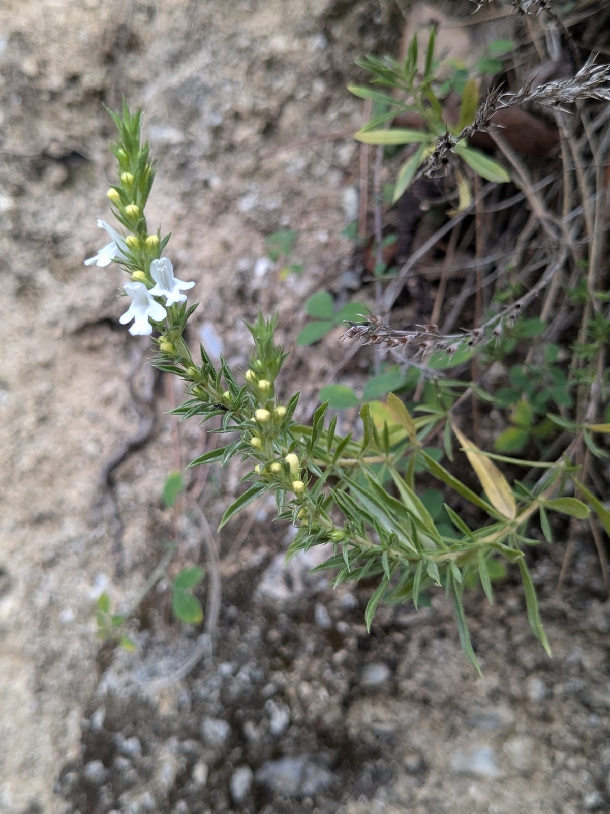 Winter savory