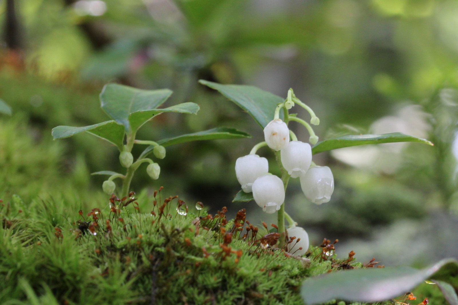 Wintergreen
