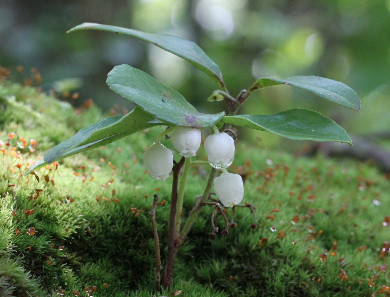 Wintergreen