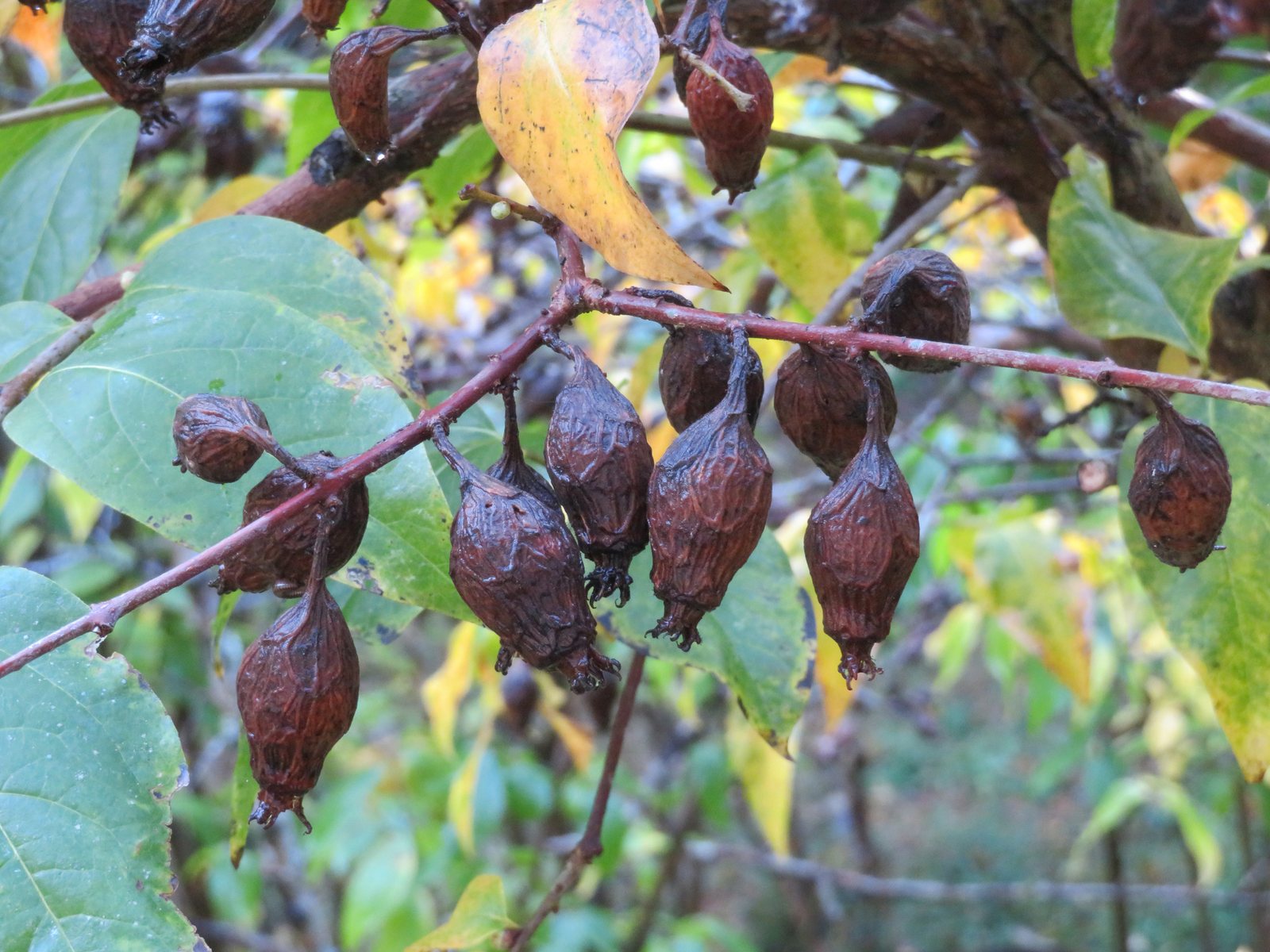 Wintersweet