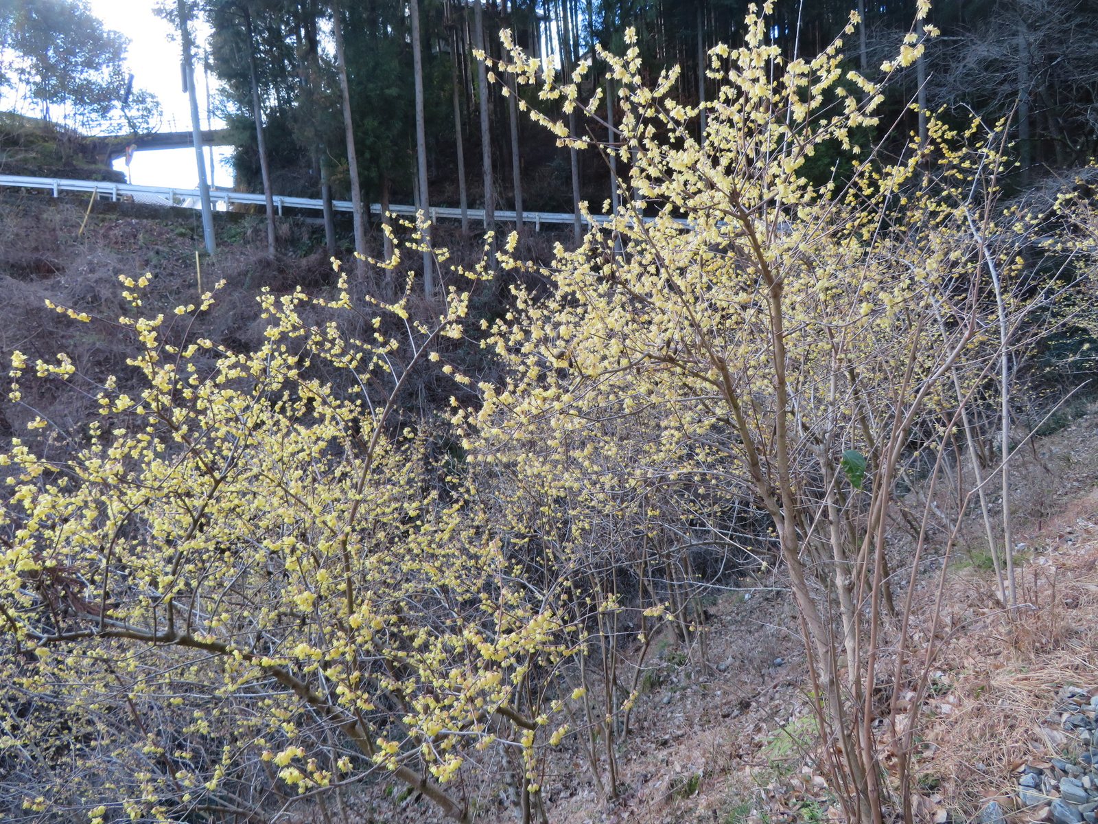Wintersweet