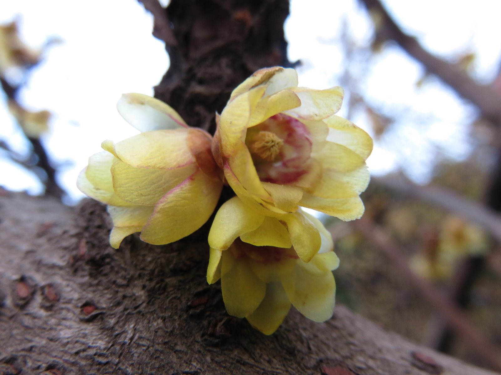 Wintersweet