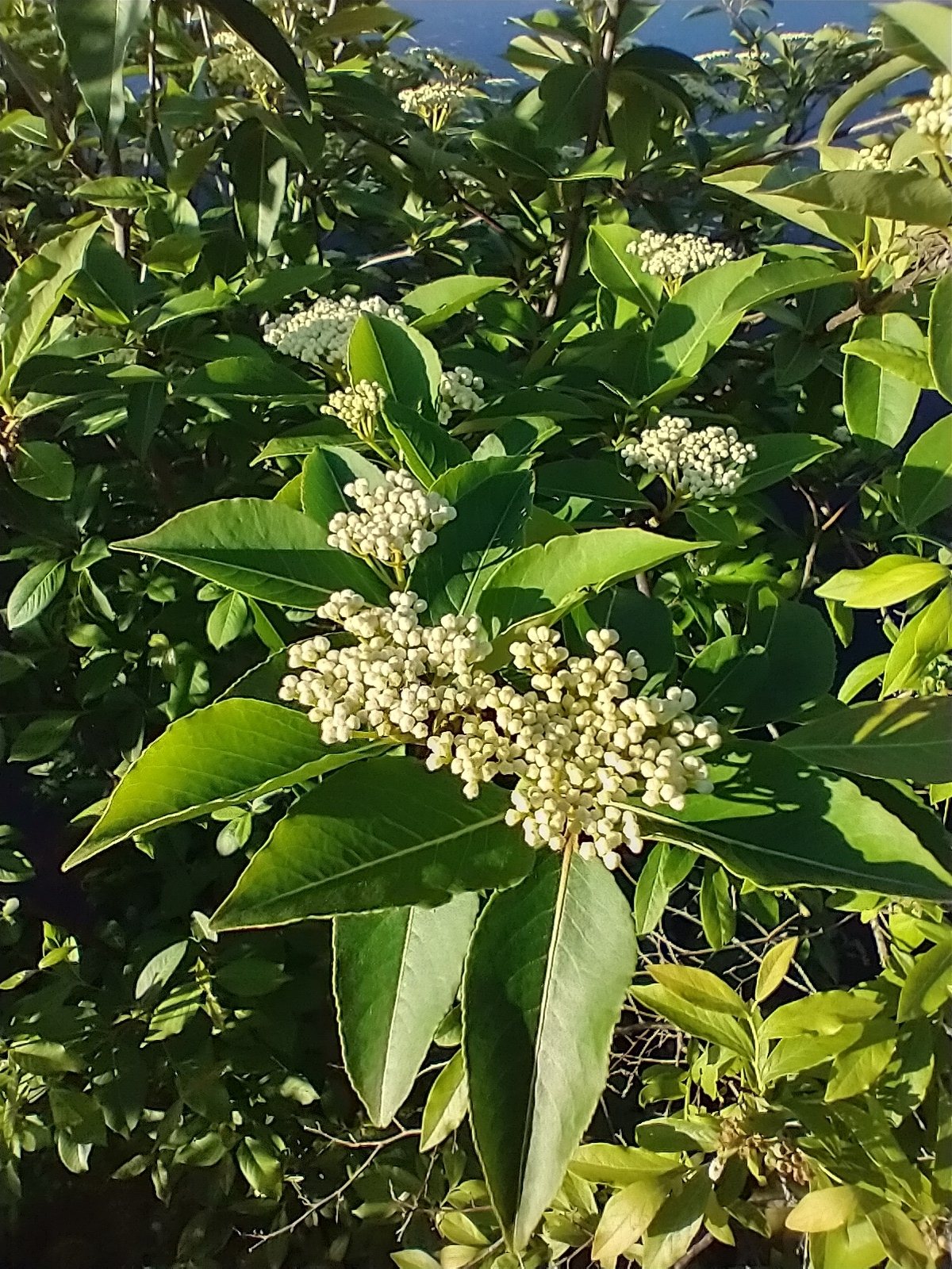 Winterthur viburnum