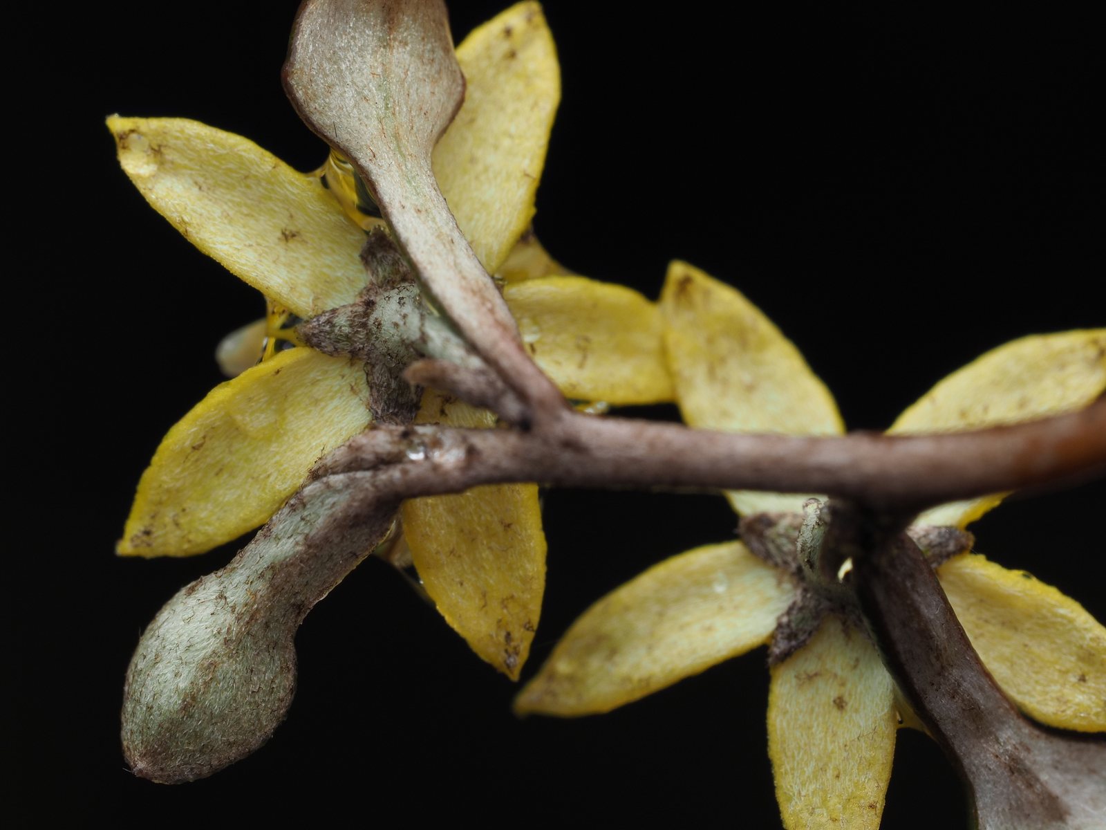 Wire-netting bush
