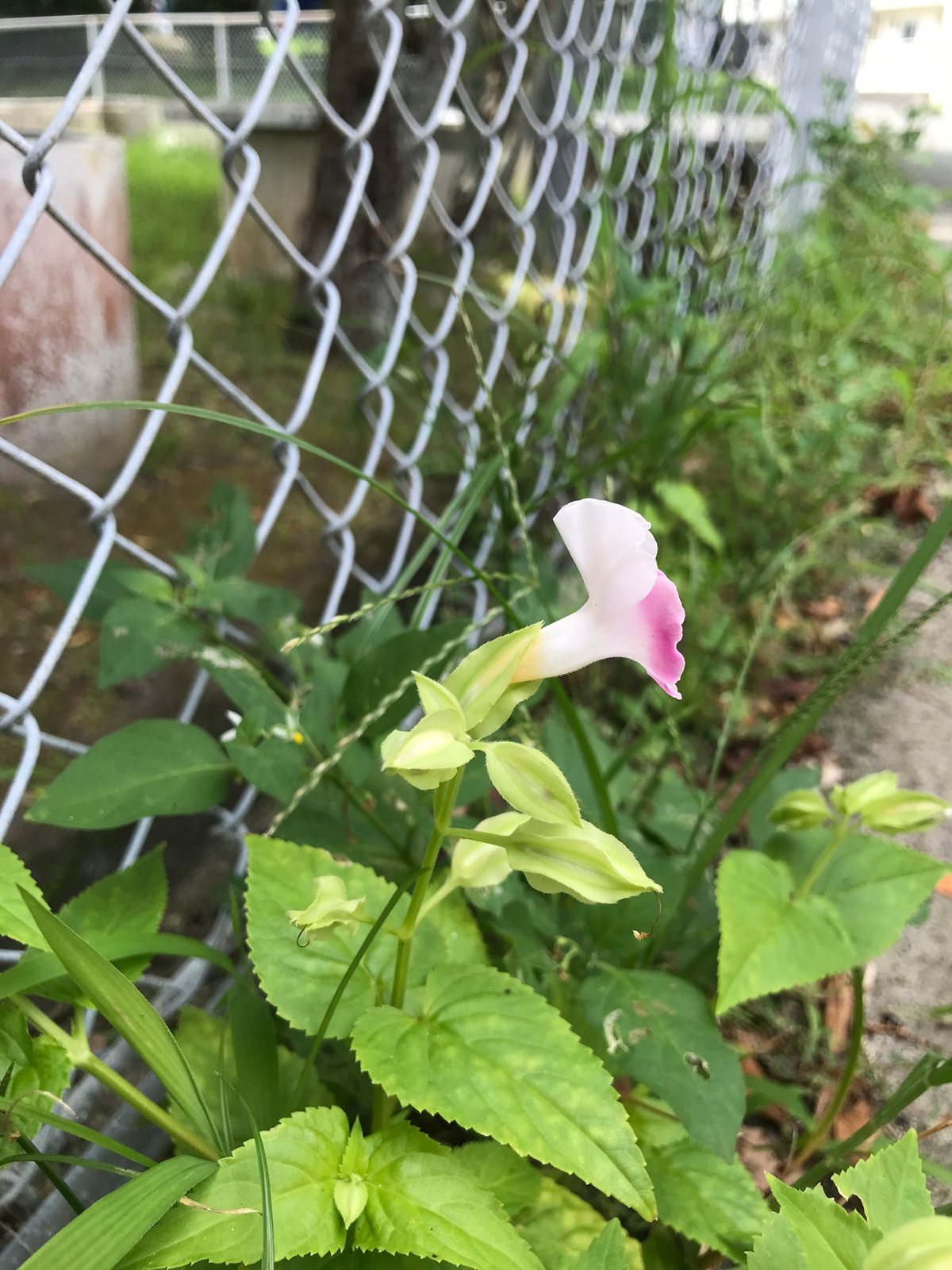 Wishbone flower