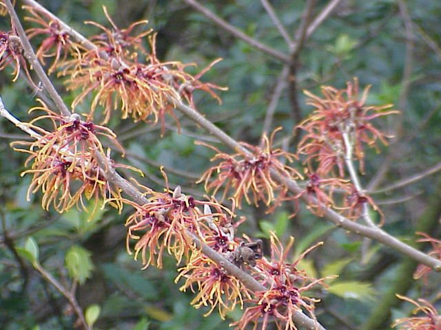 Witch hazel 'Jelena'