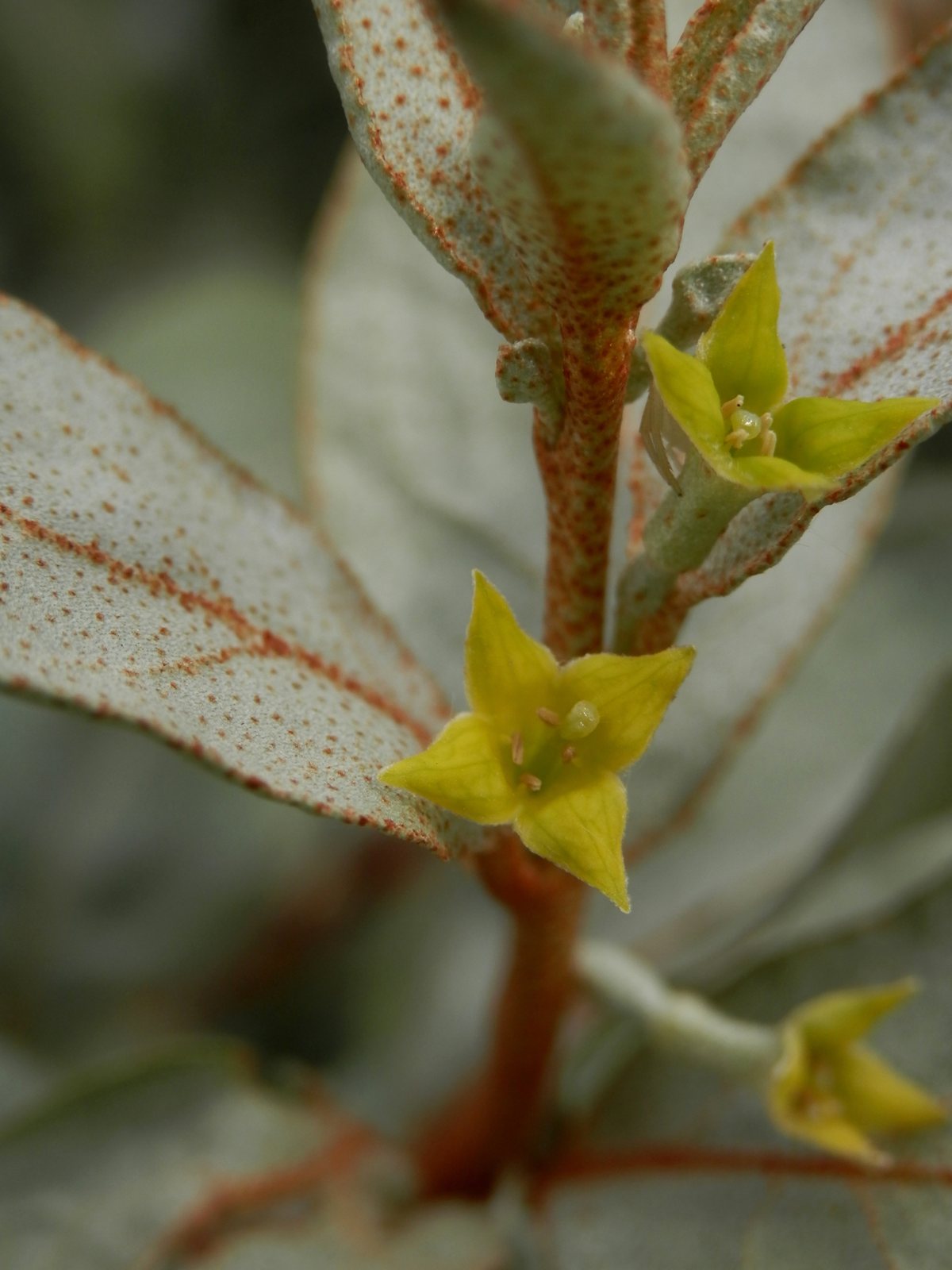 Wolf willow