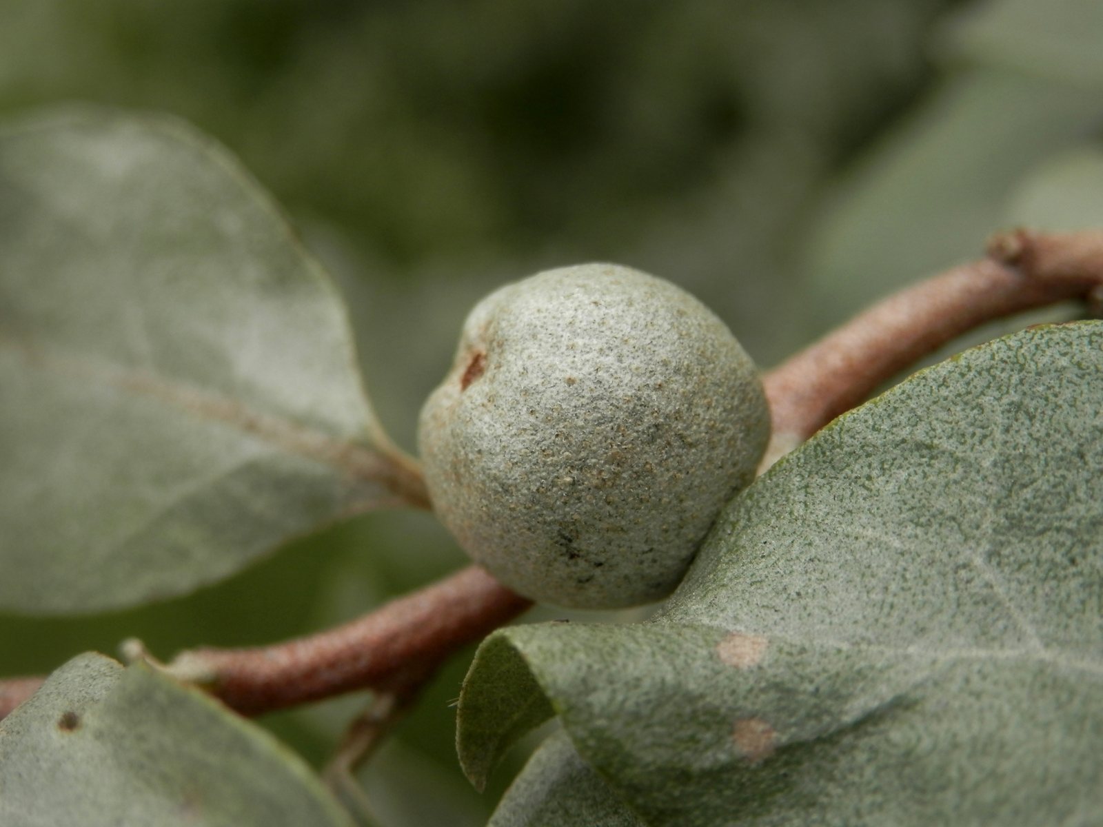 Wolf willow