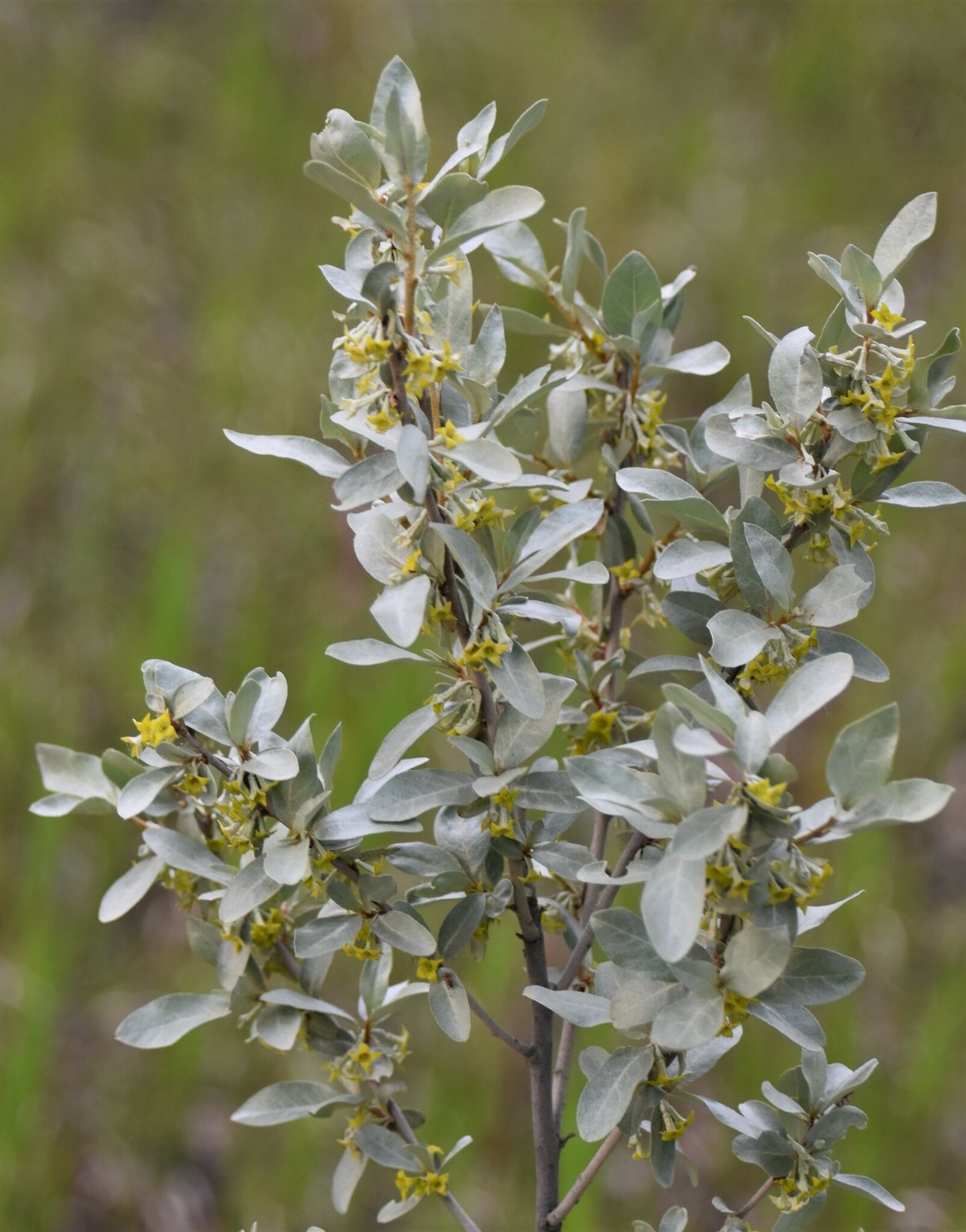Wolf willow