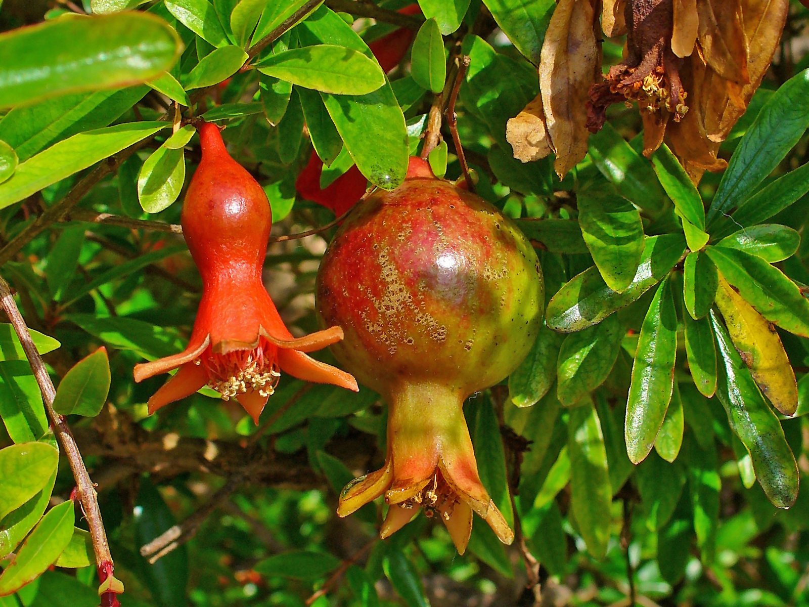 Wonderful pomegranate