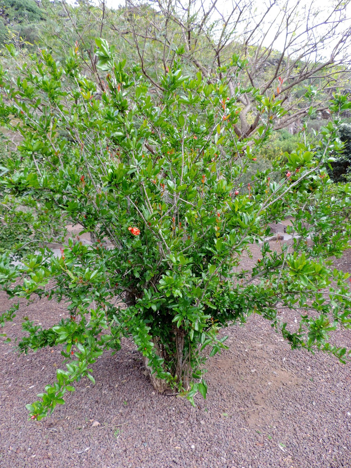 Wonderful pomegranate
