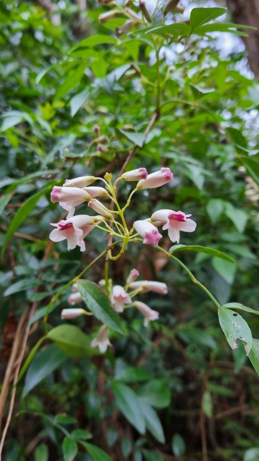 Wonga wonga vine
