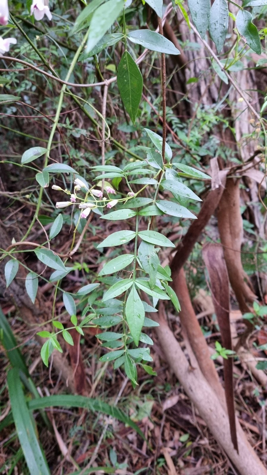 Wonga wonga vine