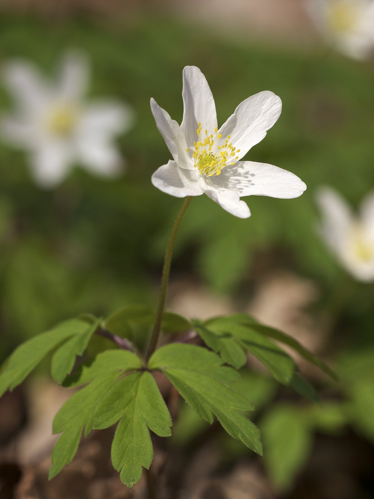 Wood anemone