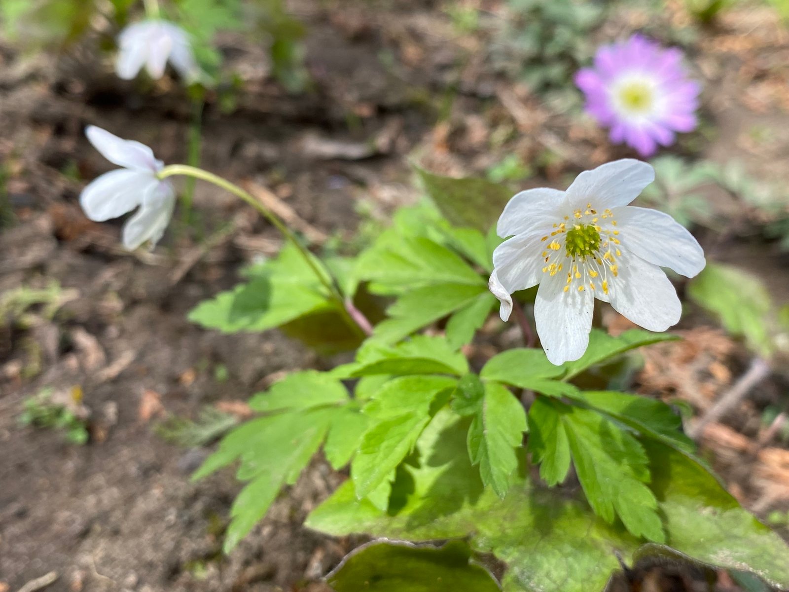 Wood anemone
