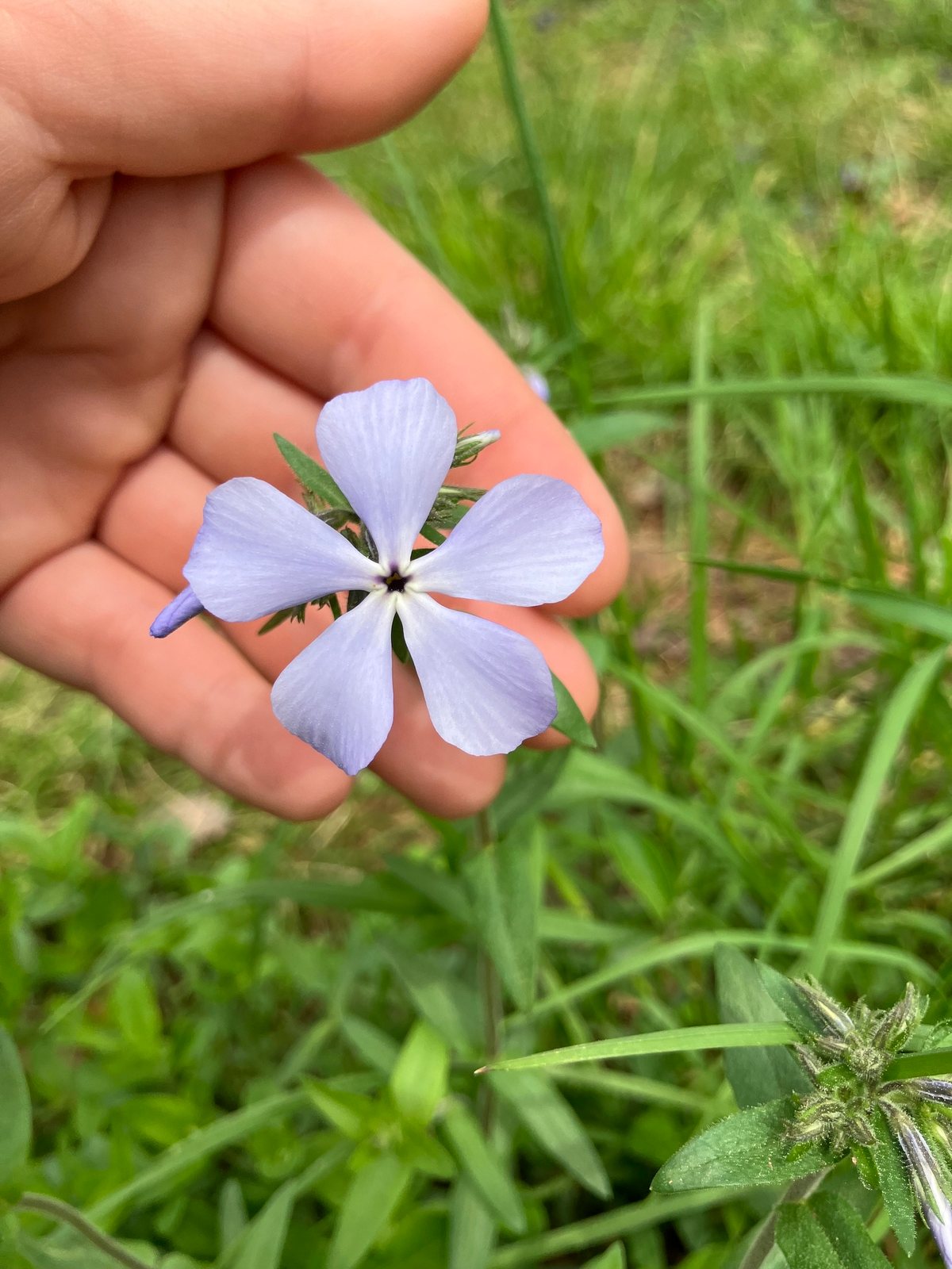Woodland phlox