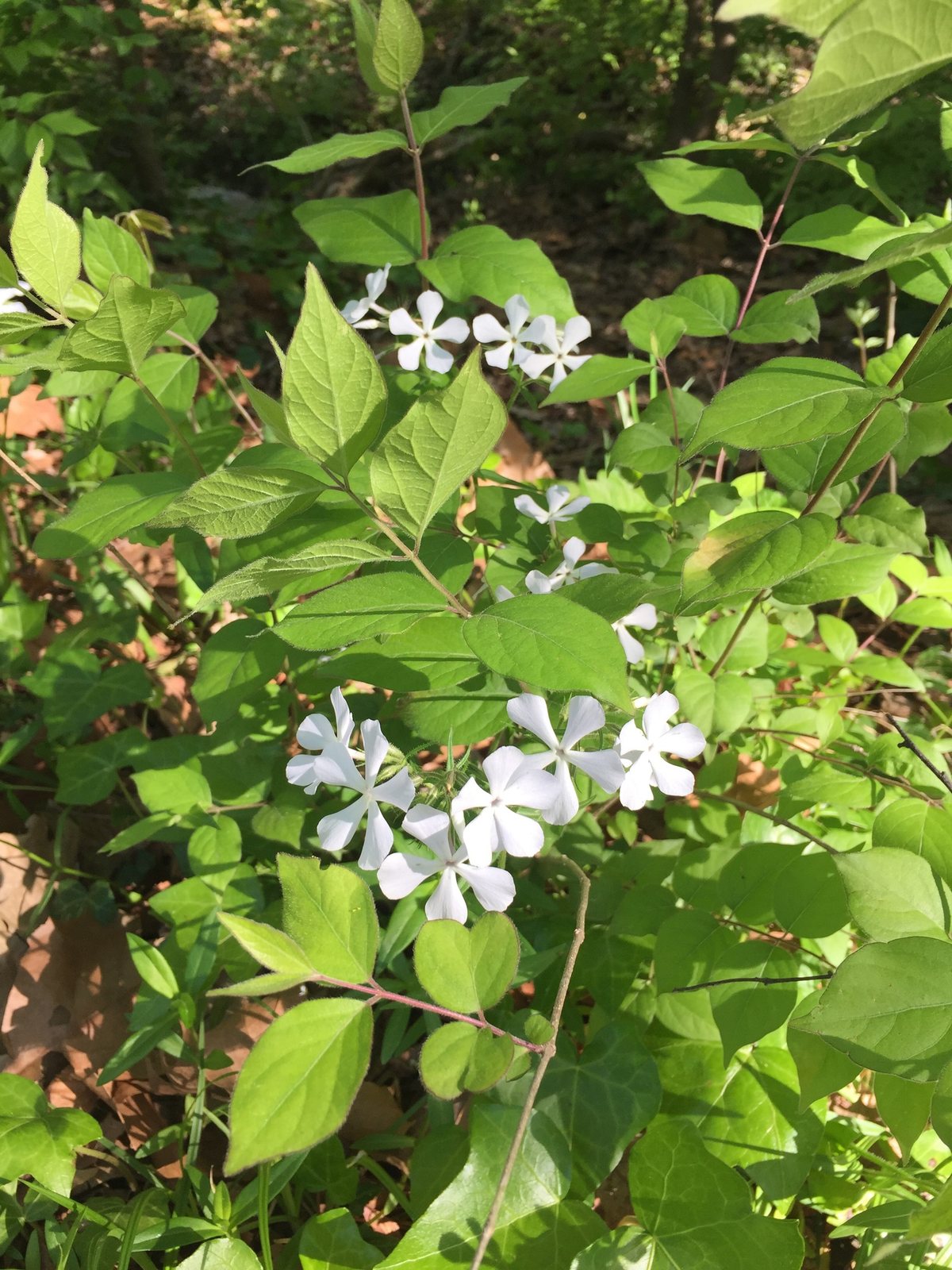 Woodland phlox