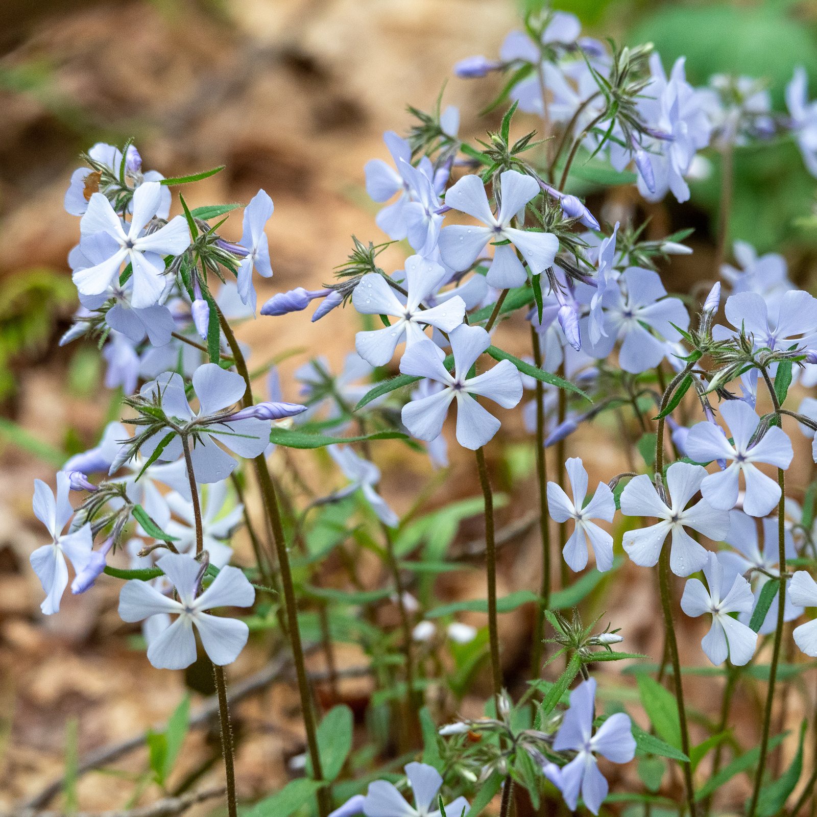 Woodland phlox