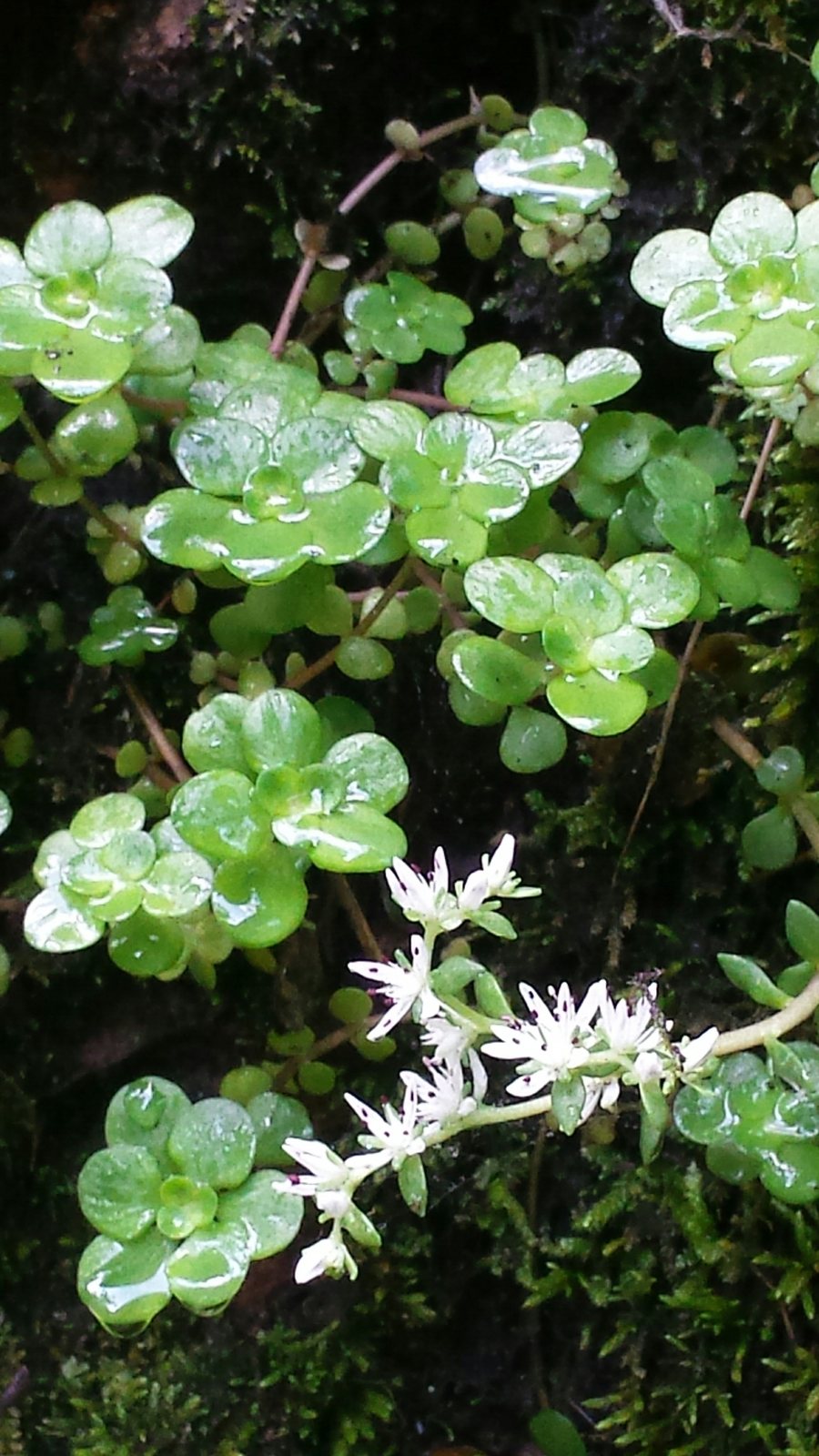 Woodland stonecrop