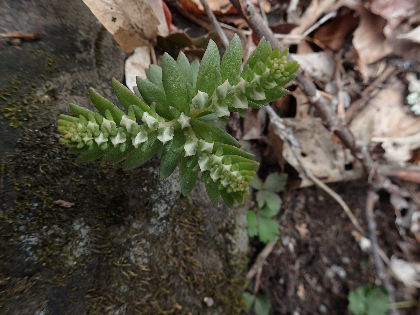 Woodland stonecrop