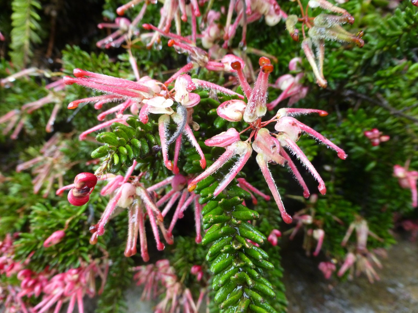 Woolly grevillea Mt Tamboritha