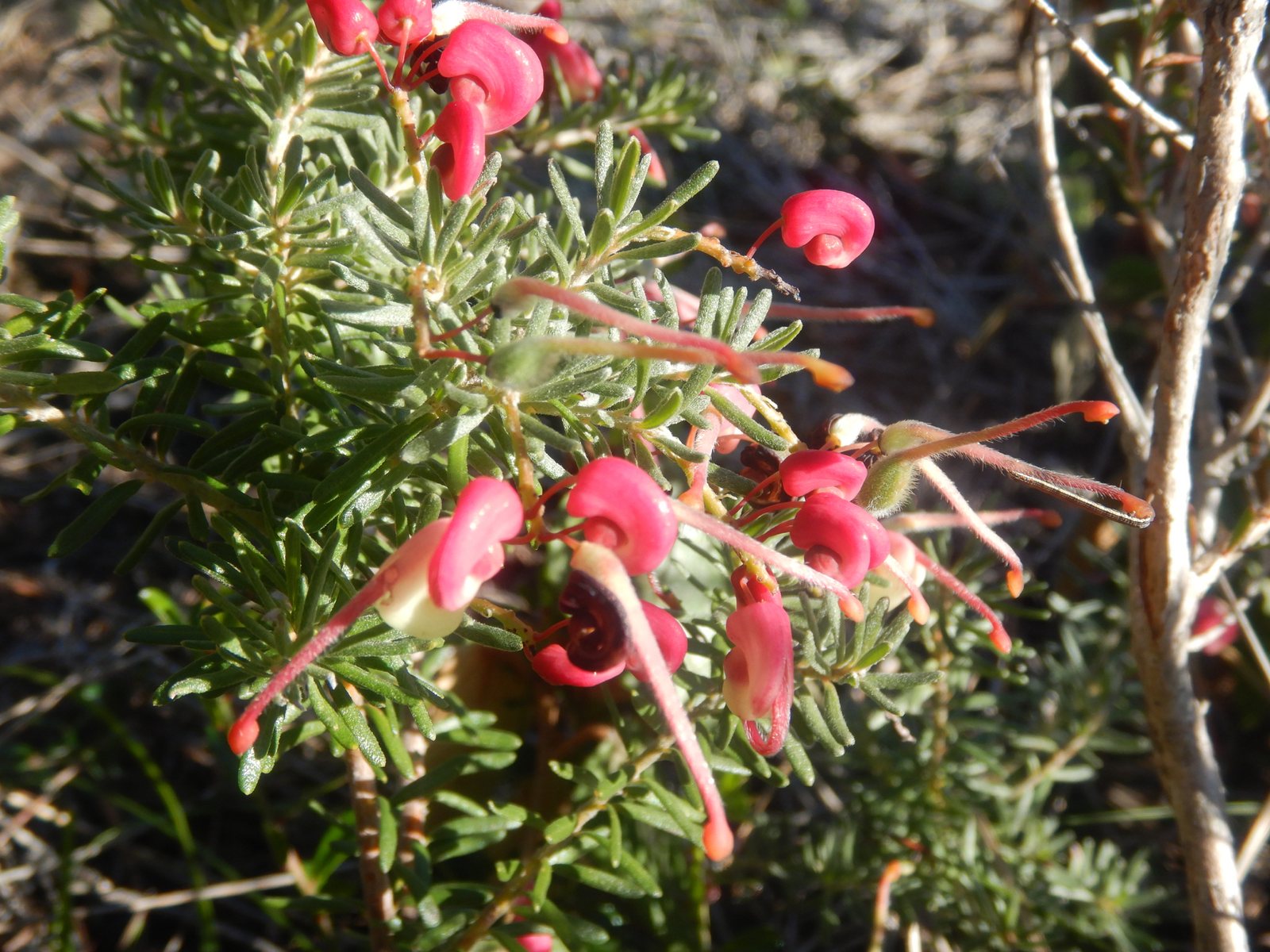 Woolly grevillea Mt Tamboritha