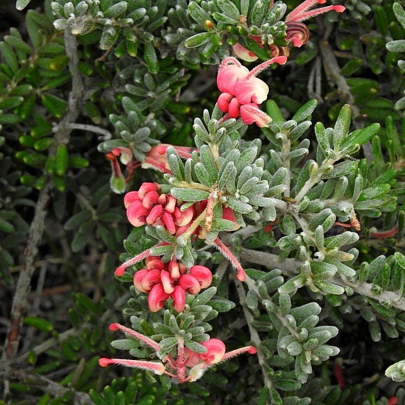 Woolly grevillea Mt Tamboritha