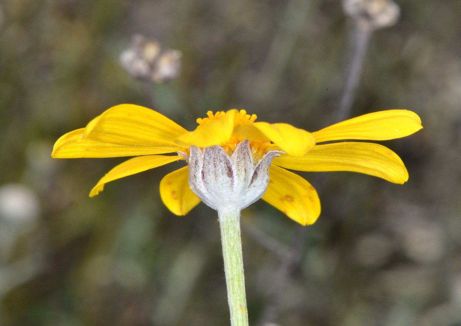 Woolly sunflower