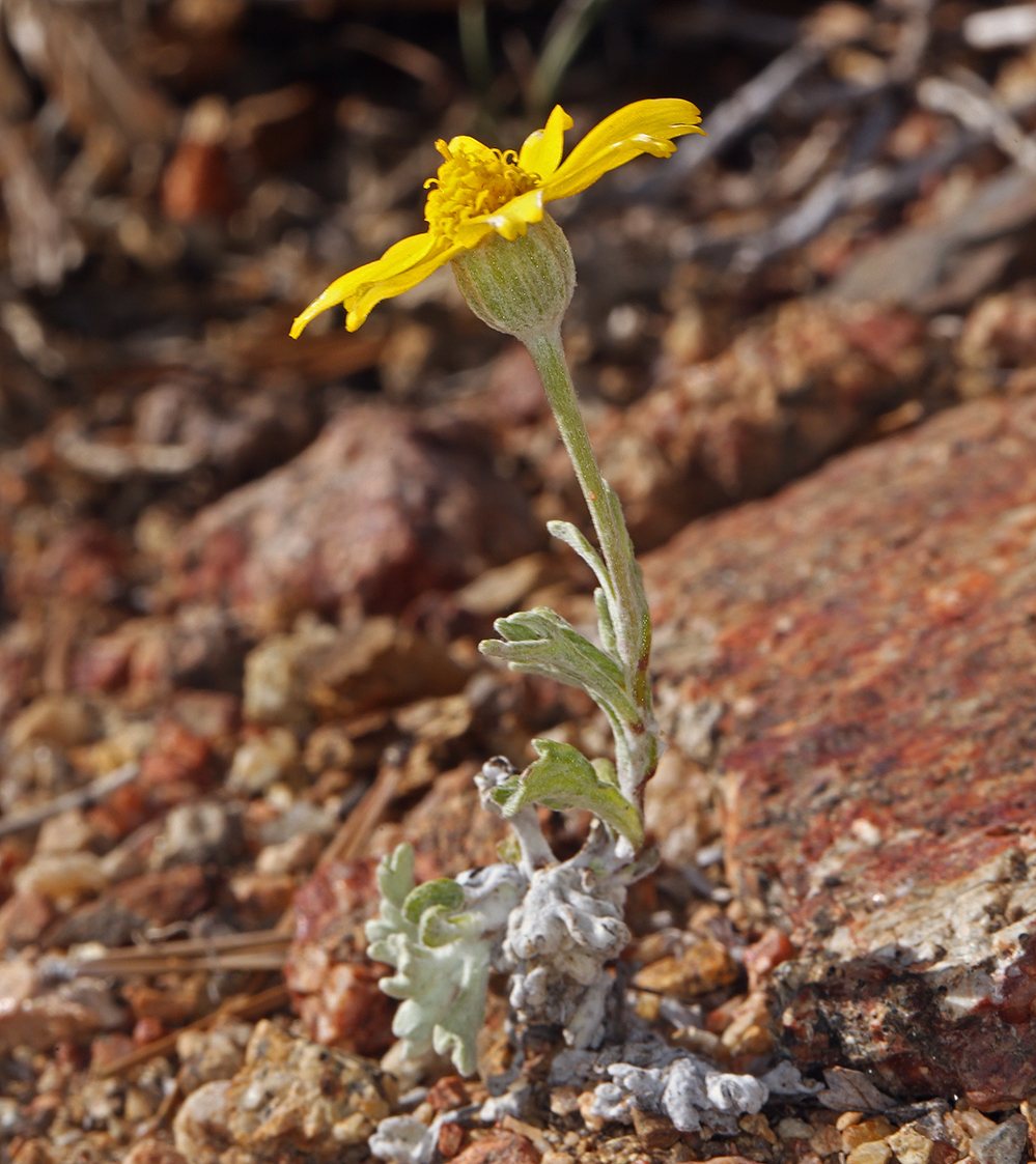 Woolly sunflower