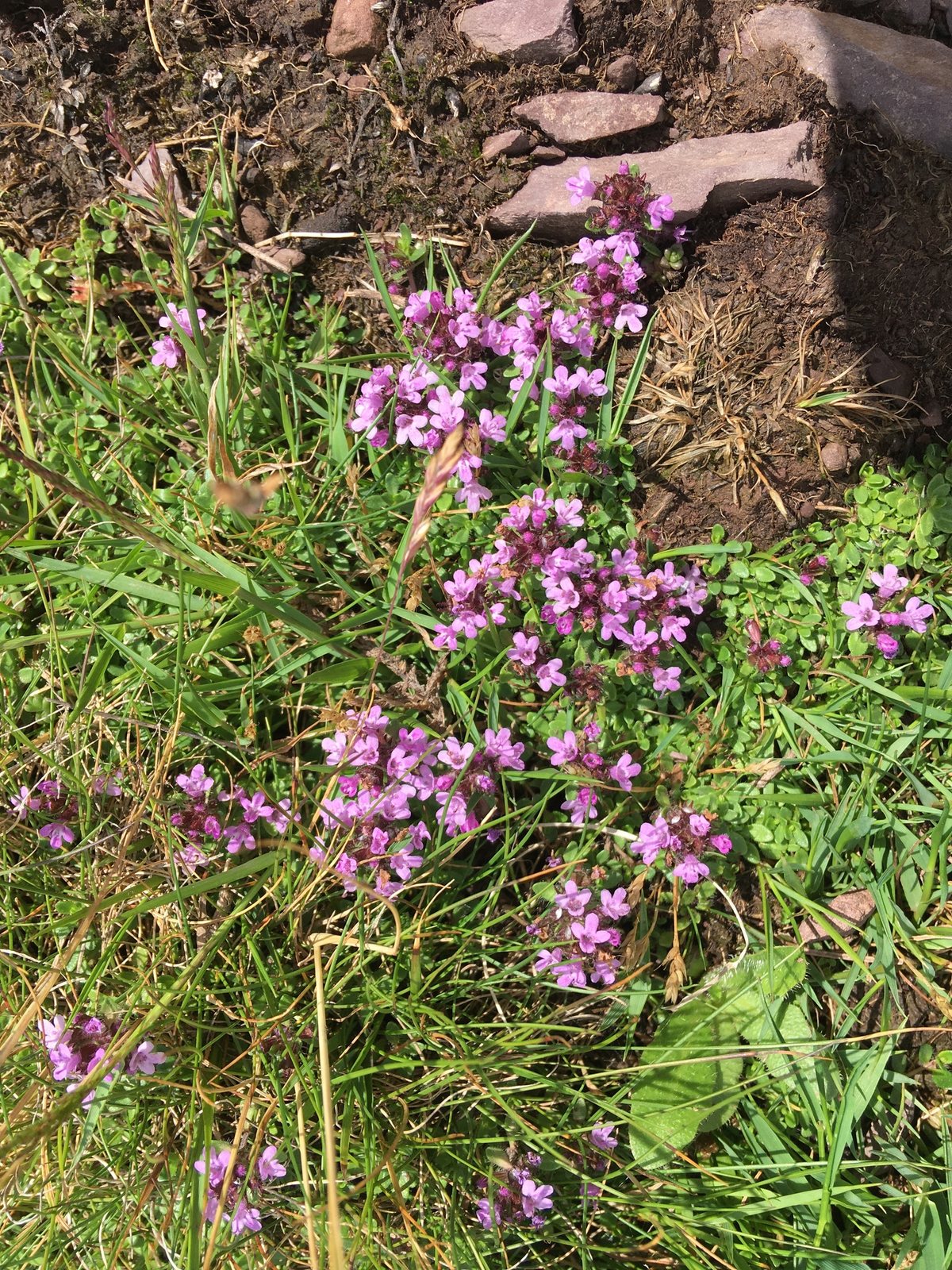 Woolly thyme