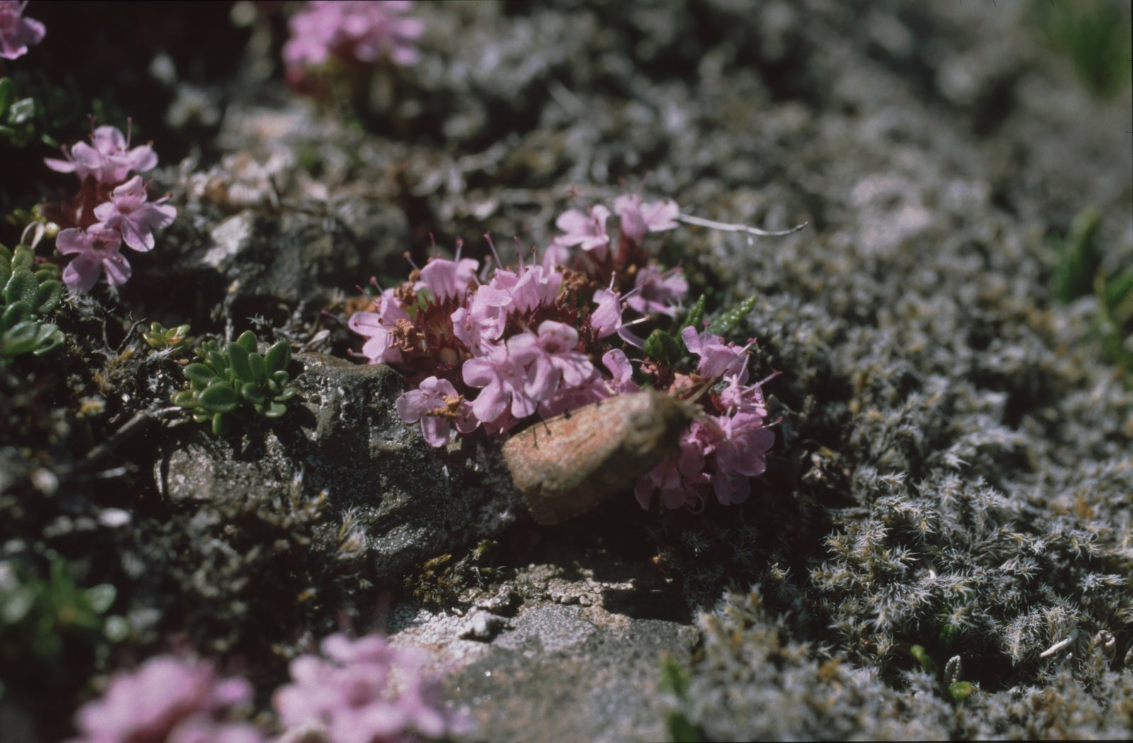 Woolly thyme