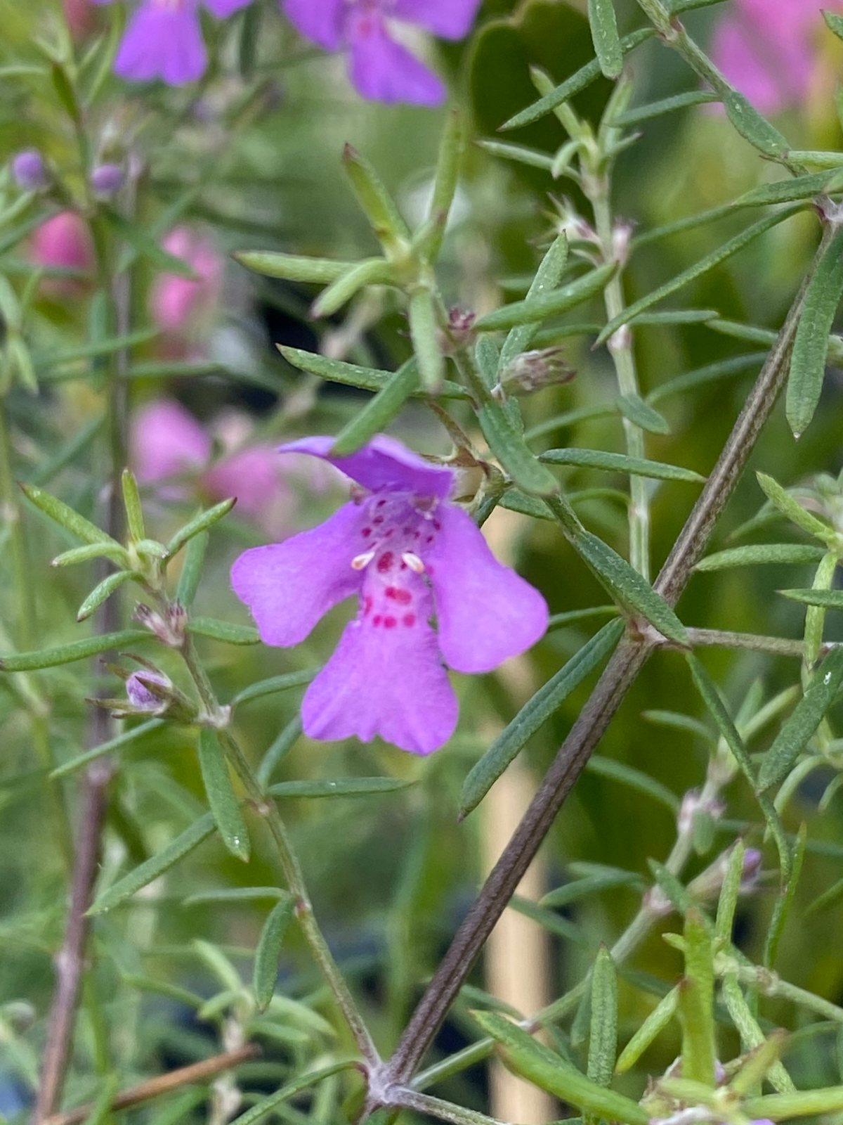 Wynyabbie Gem westringia