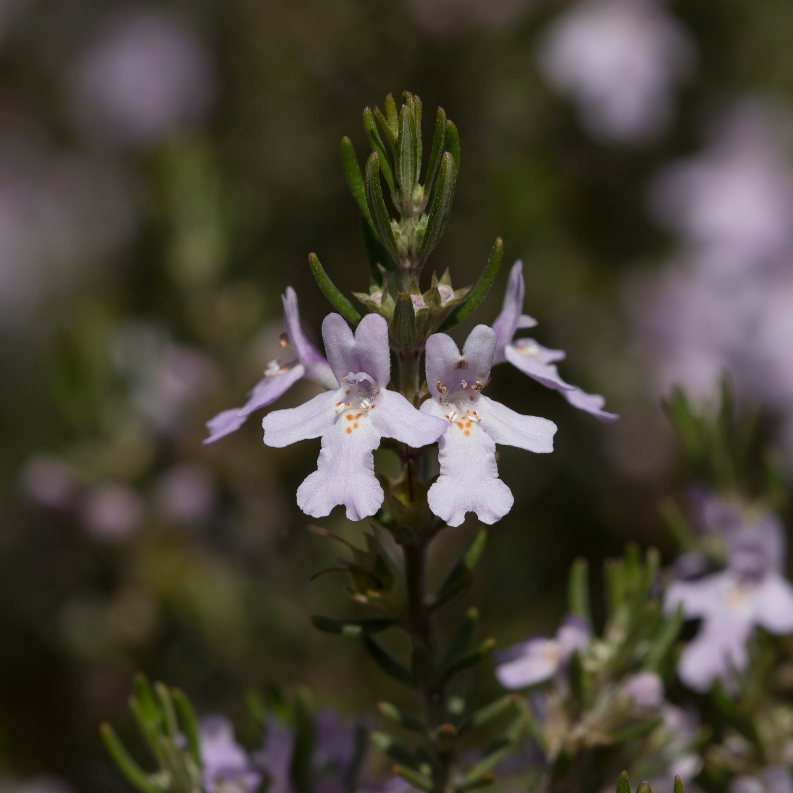 Wynyabbie Gem westringia
