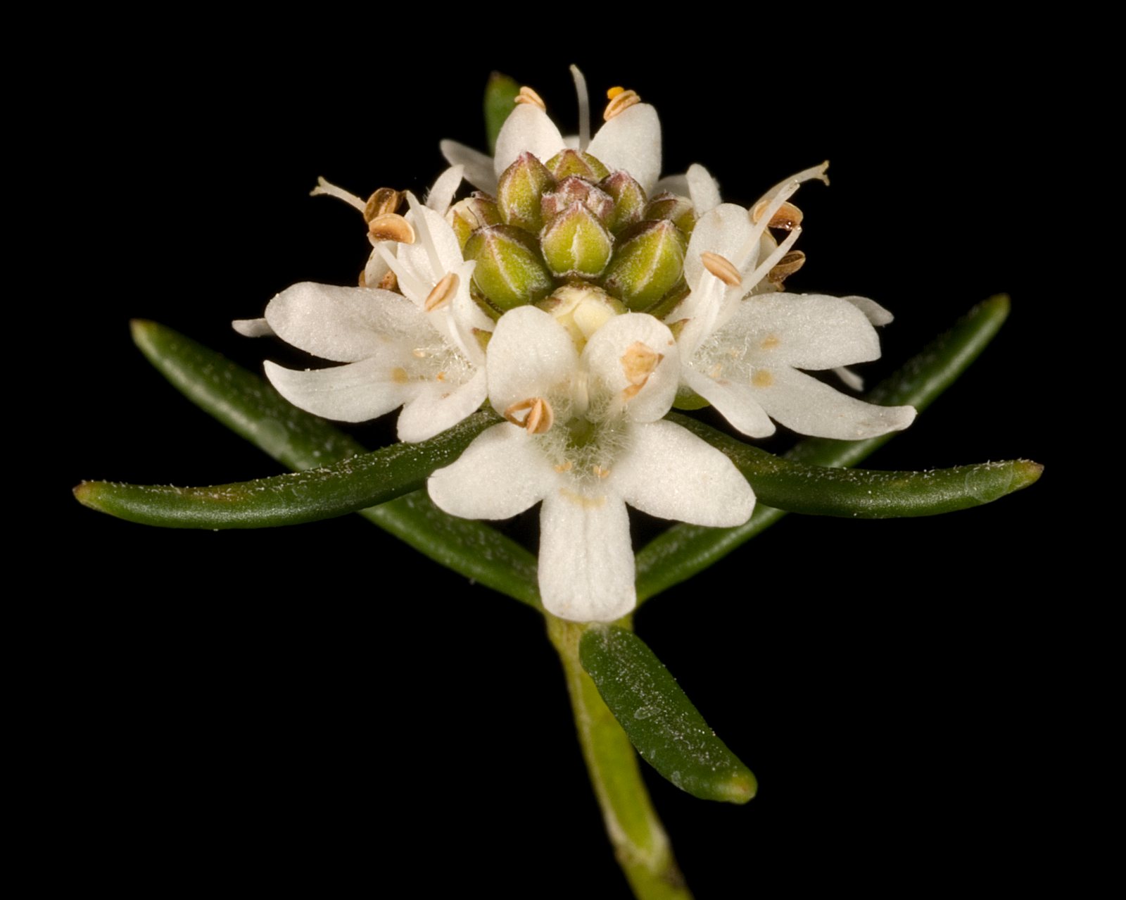 Wynyabbie Gem westringia
