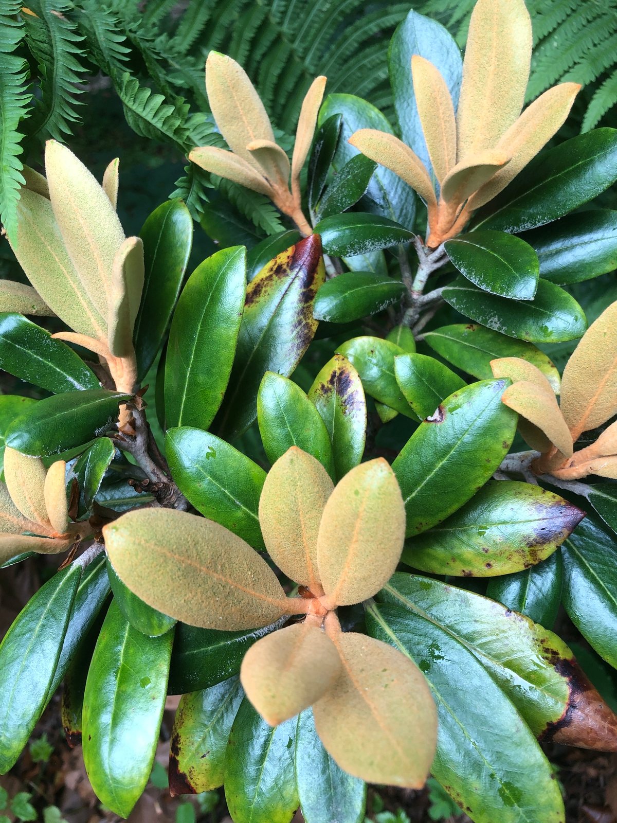 Yakushima rhododendron