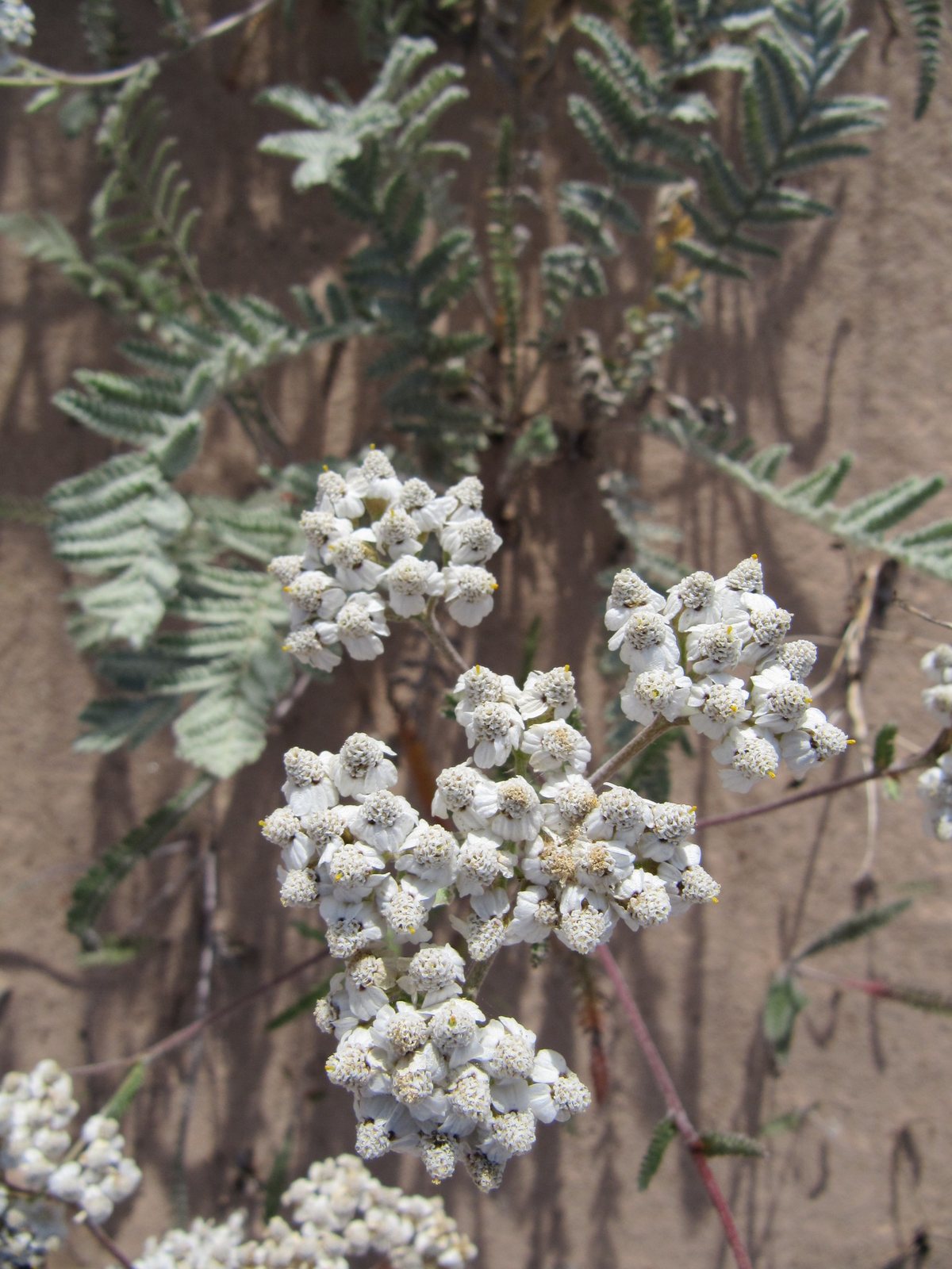 Yarrow 'Moonshine'
