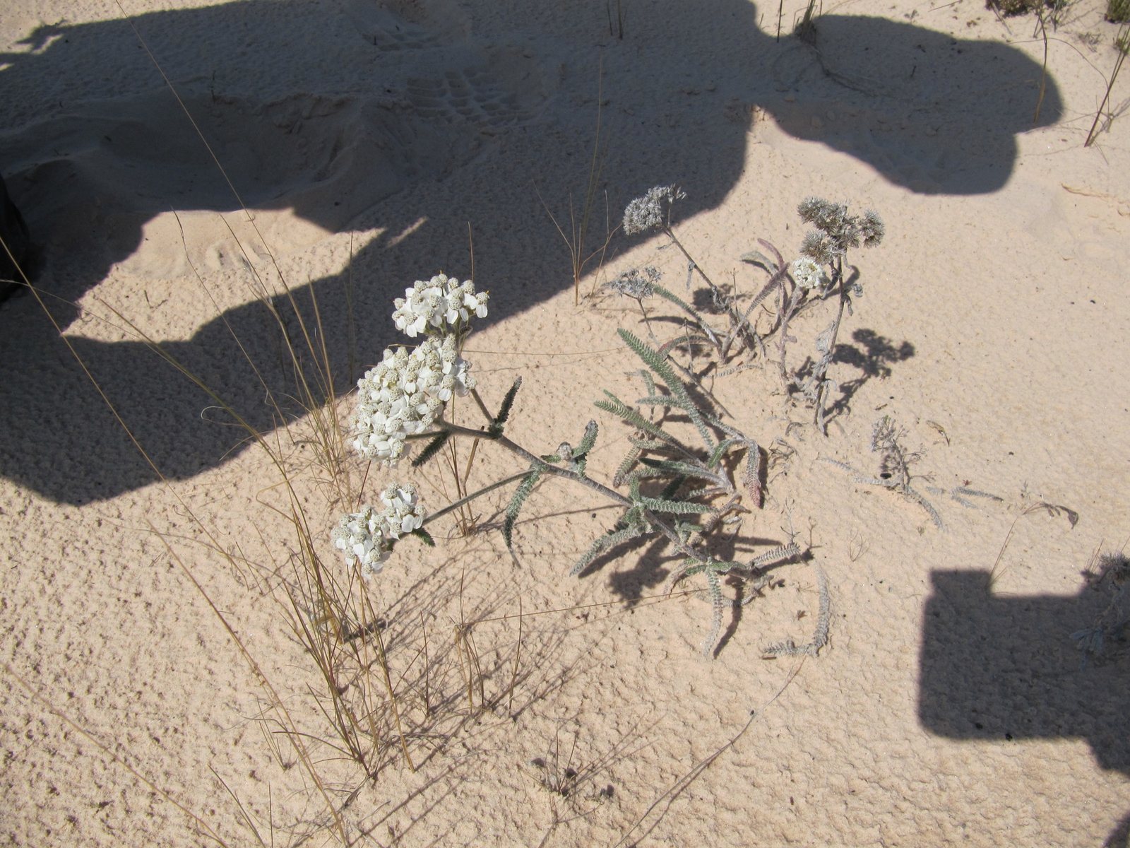 Yarrow 'Terracotta'