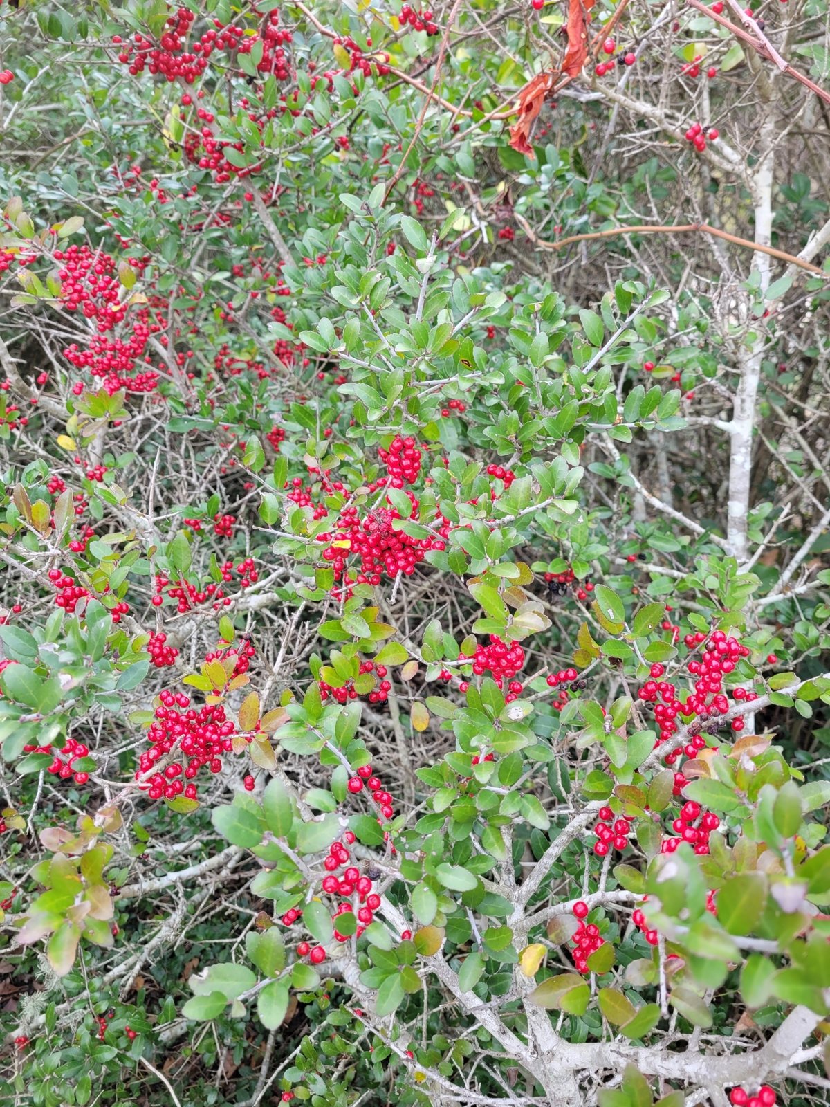 Yaupon holly