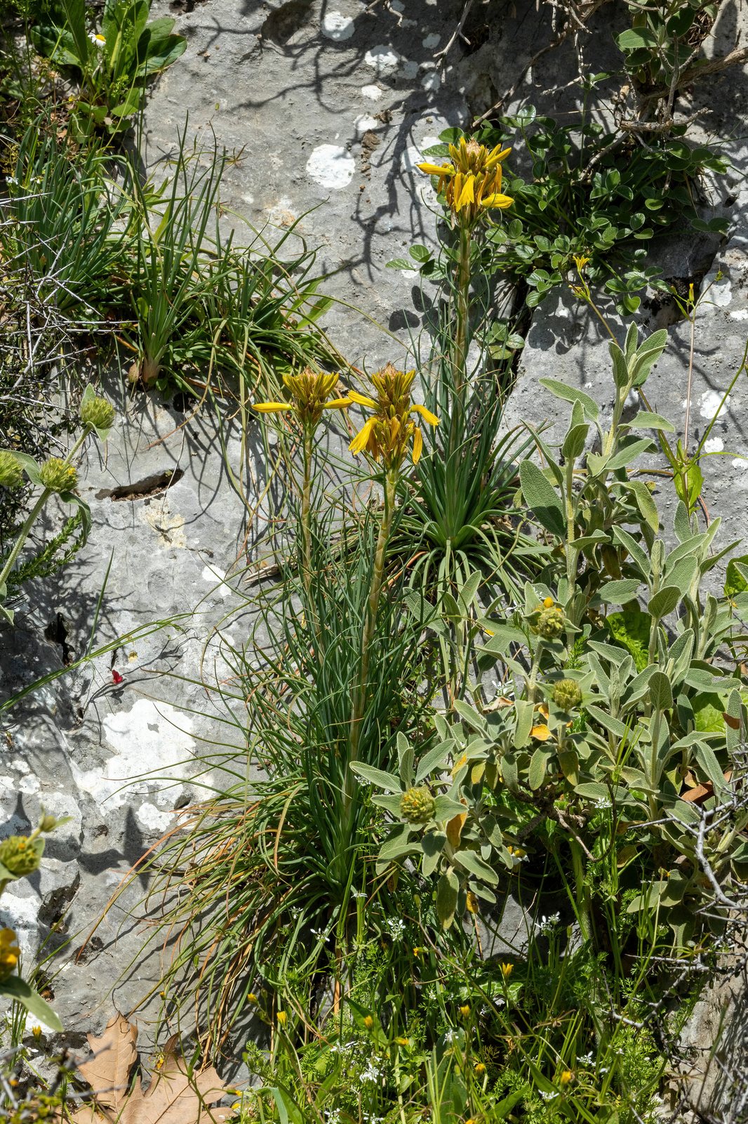 Yellow asphodel