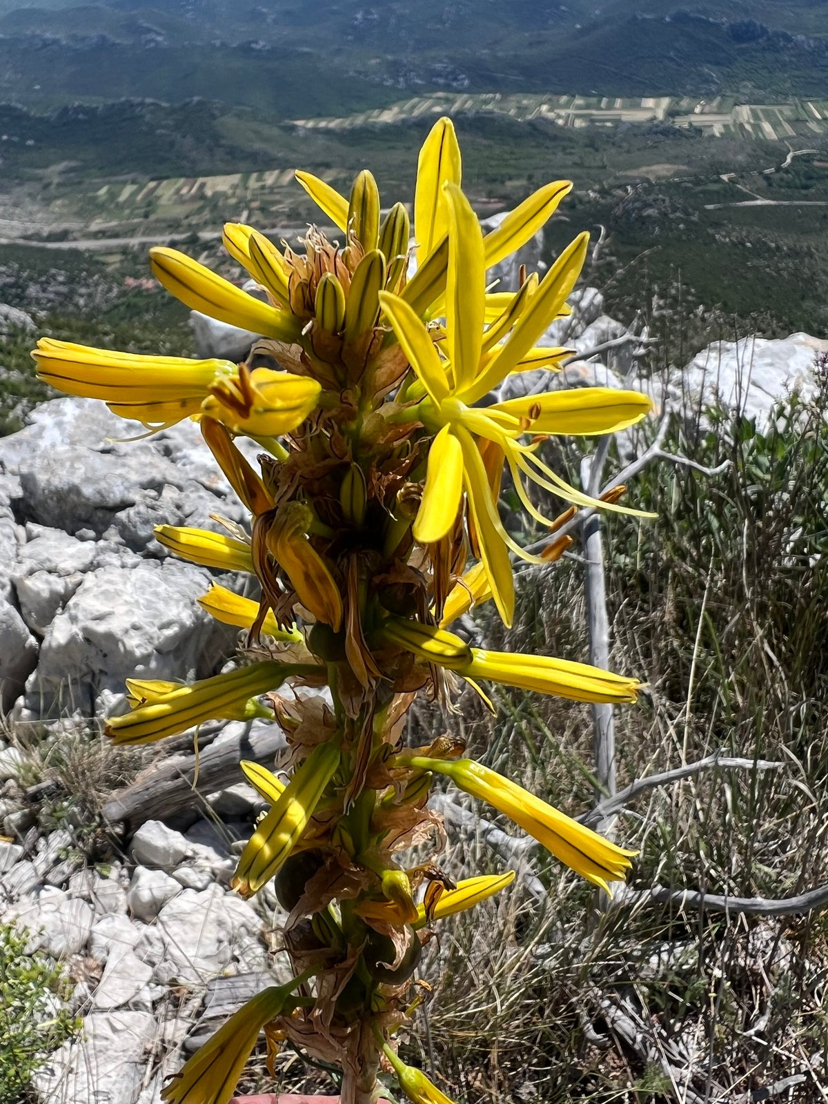 Yellow asphodel