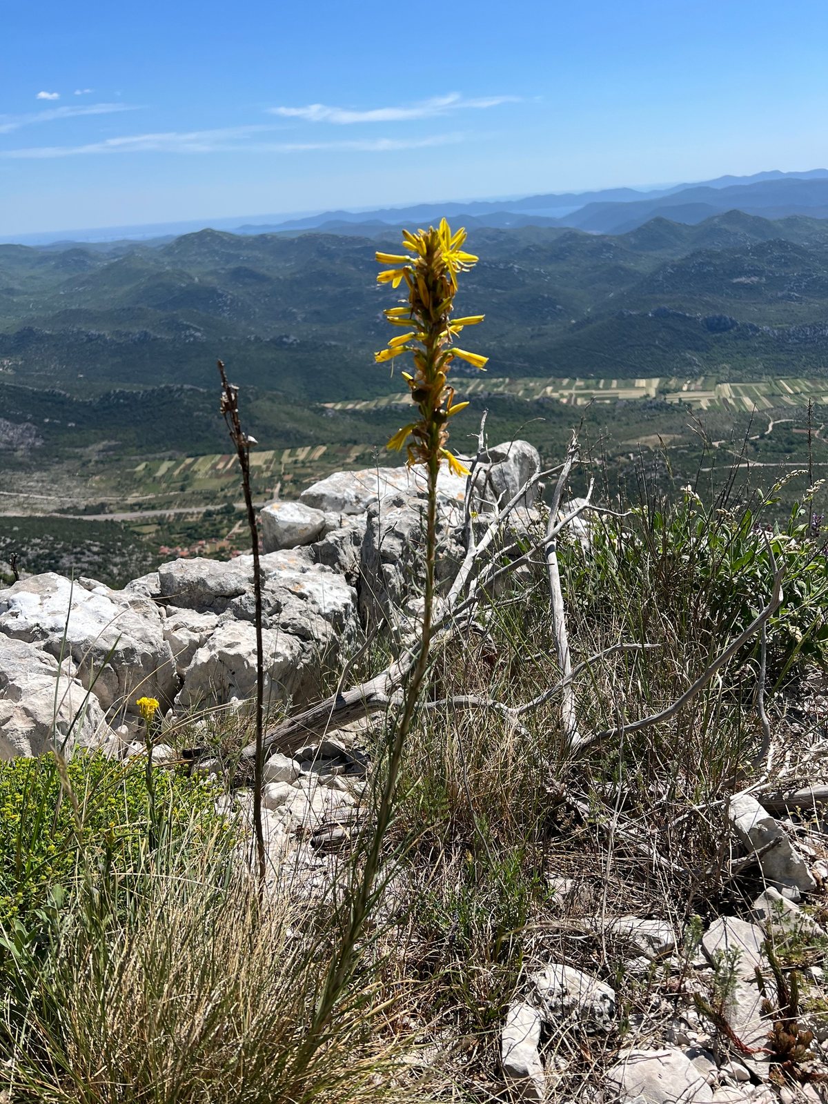 Yellow asphodel