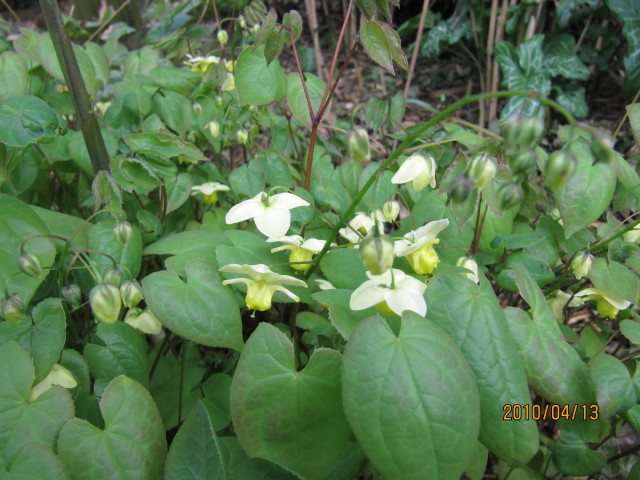 Yellow barrenwort