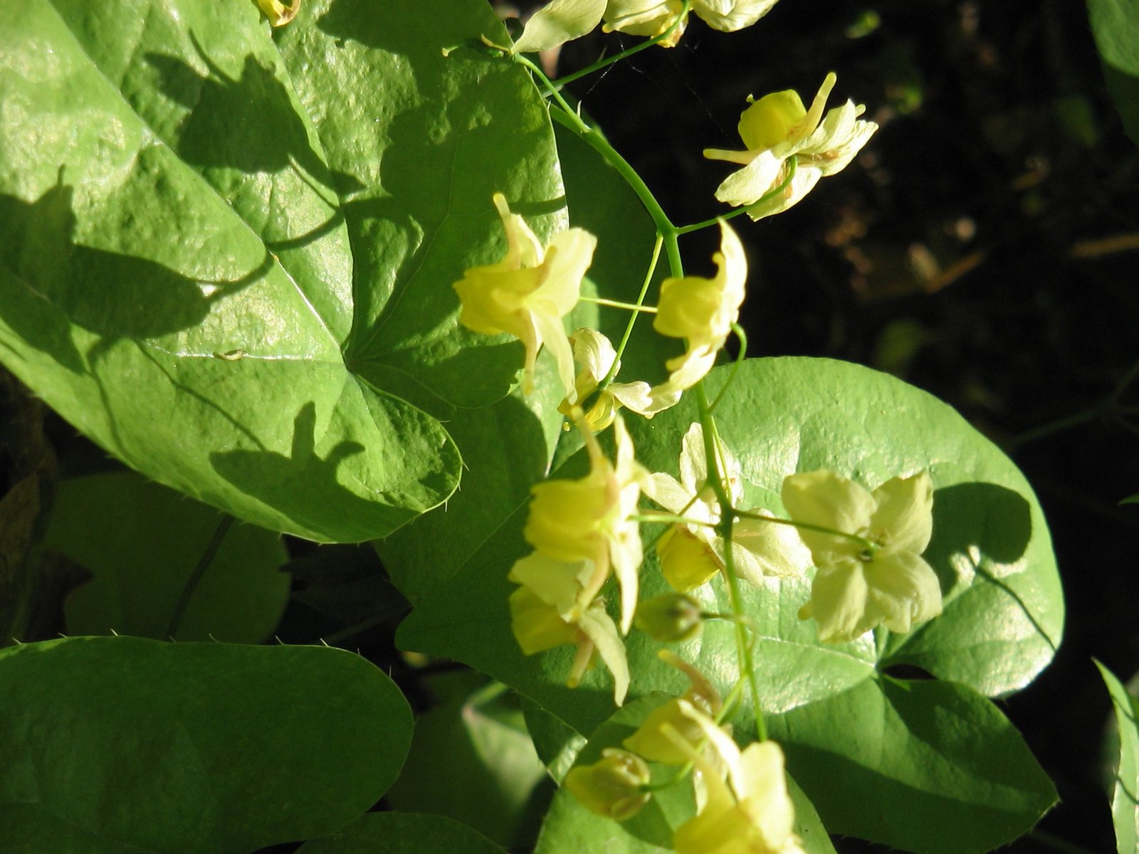 Yellow barrenwort