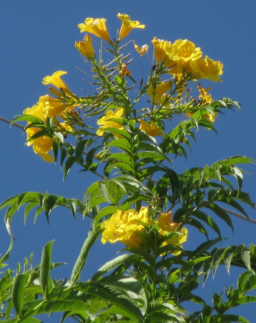 Yellow bells
