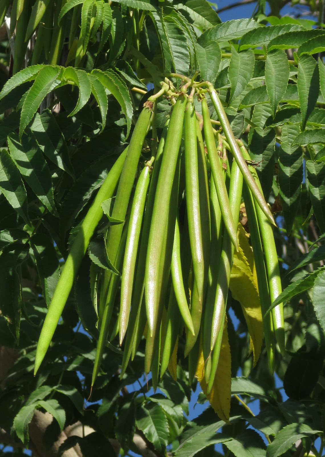 Yellow bells